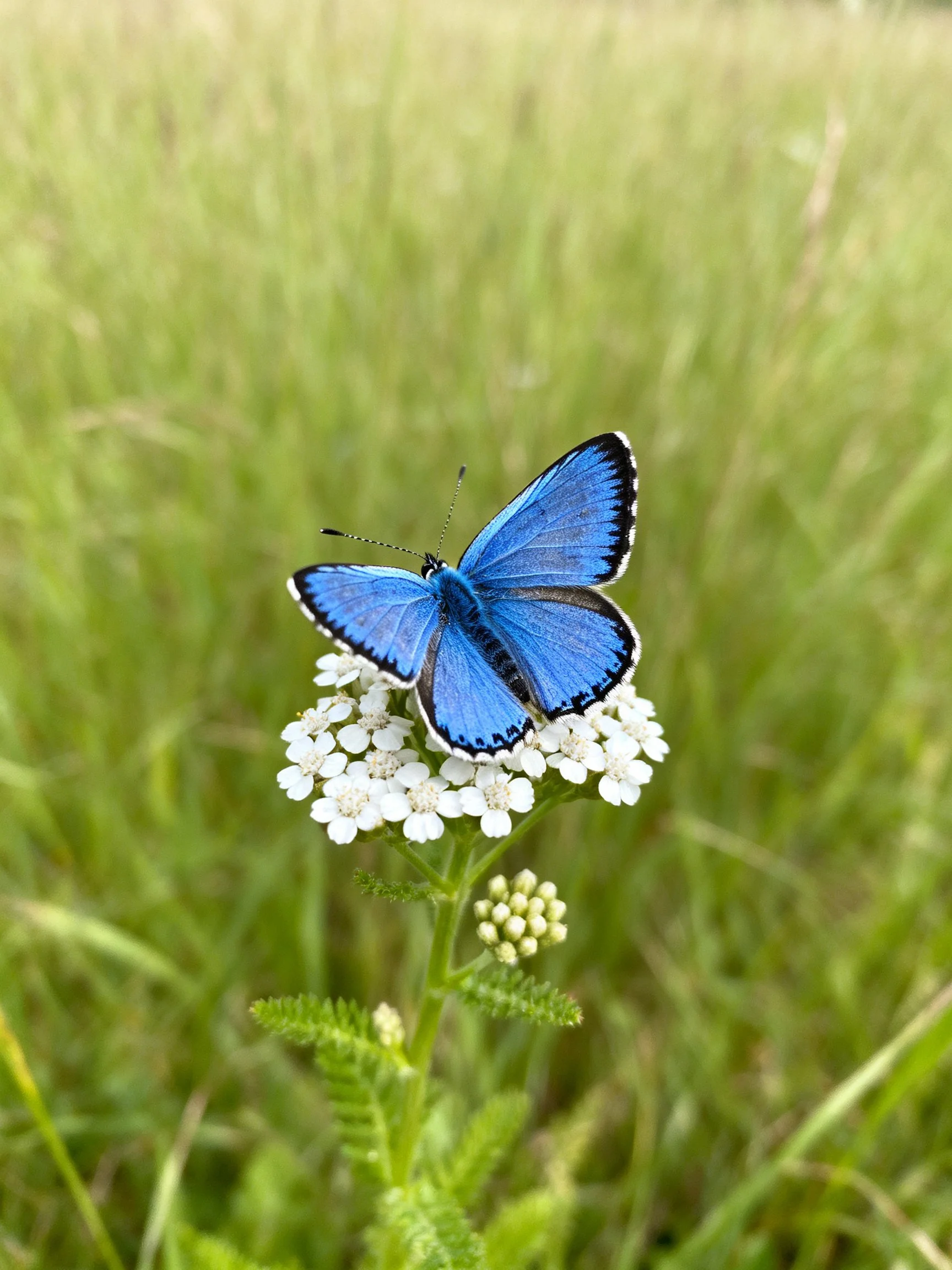 A vibrant blue butterfly perched on small white flowers