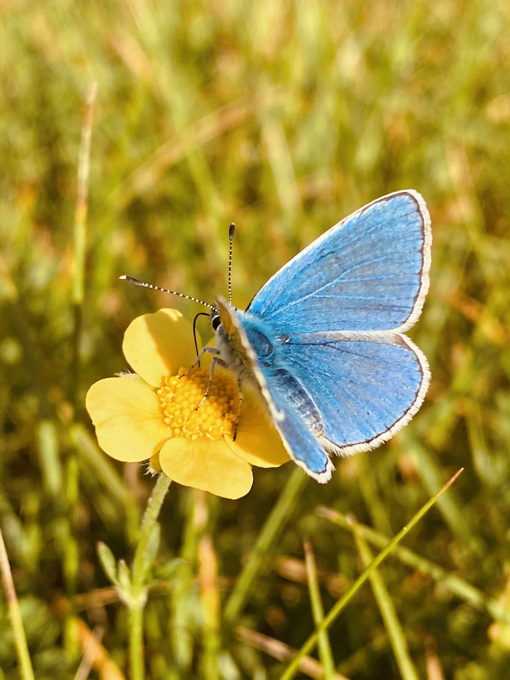 A vibrant blue butterfly perches on a bright yellow flower