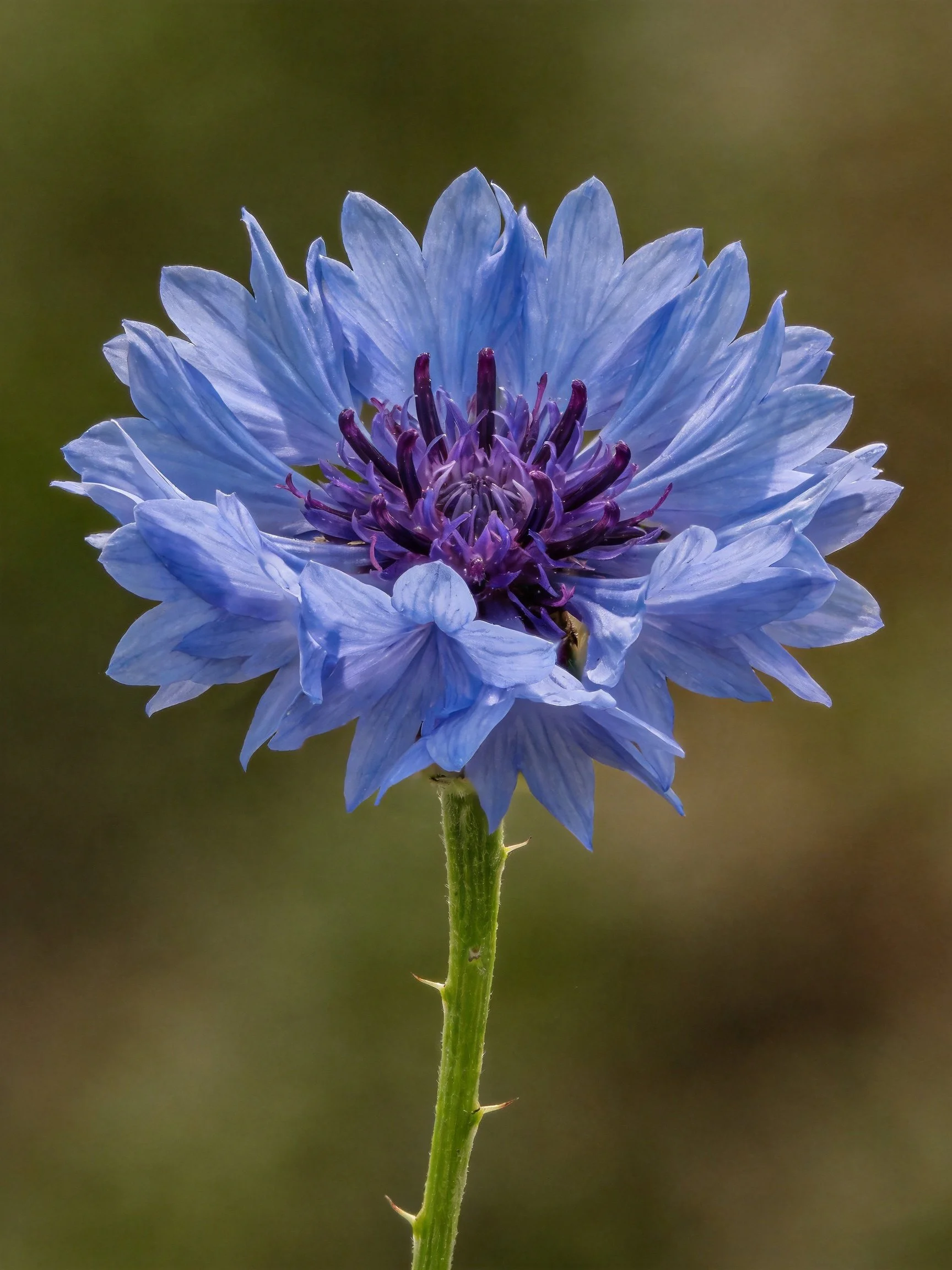 A vibrant blue cornflower with deep purple central core