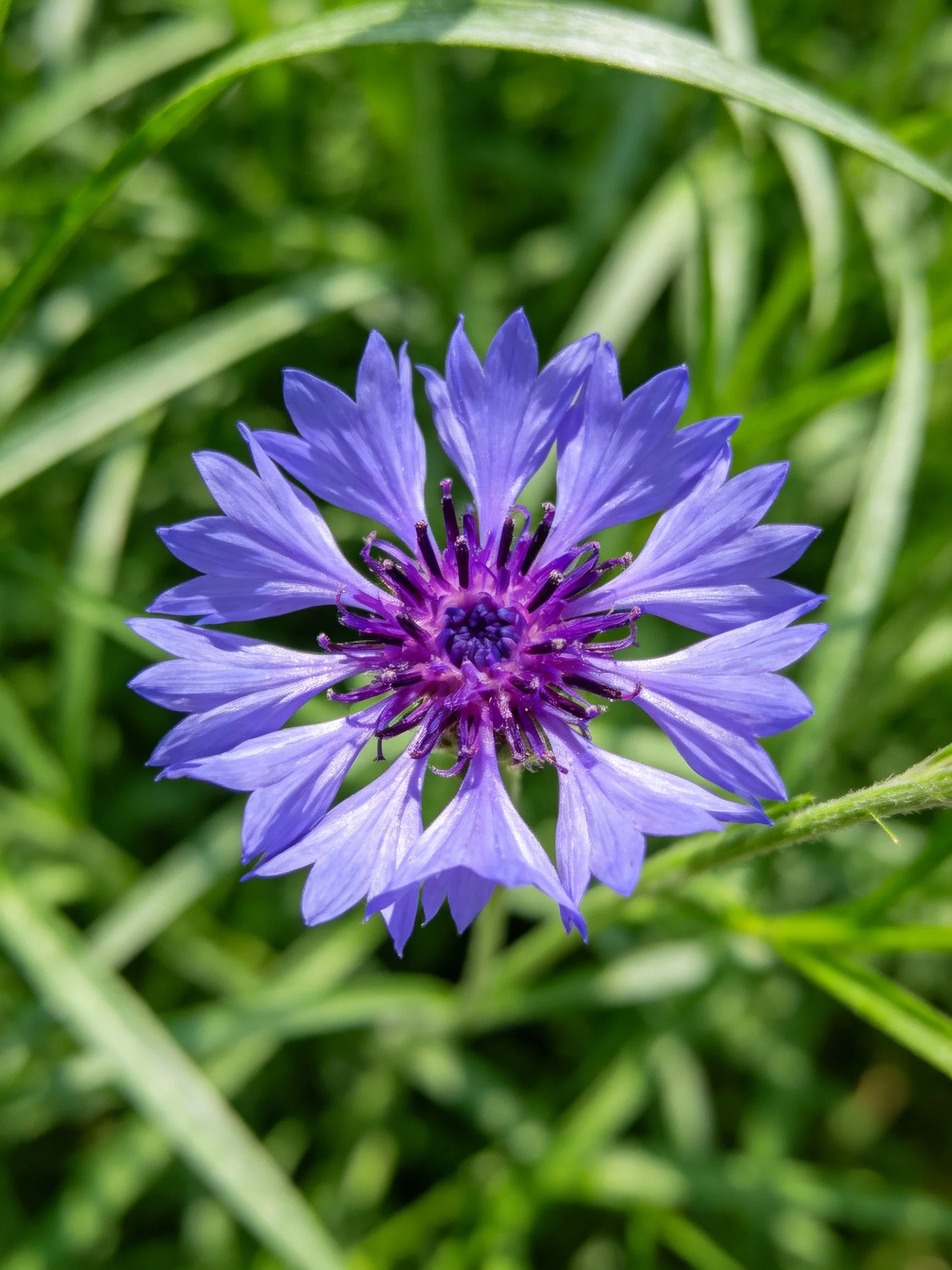 A vibrant blue cornflower with purple center amid green foliage