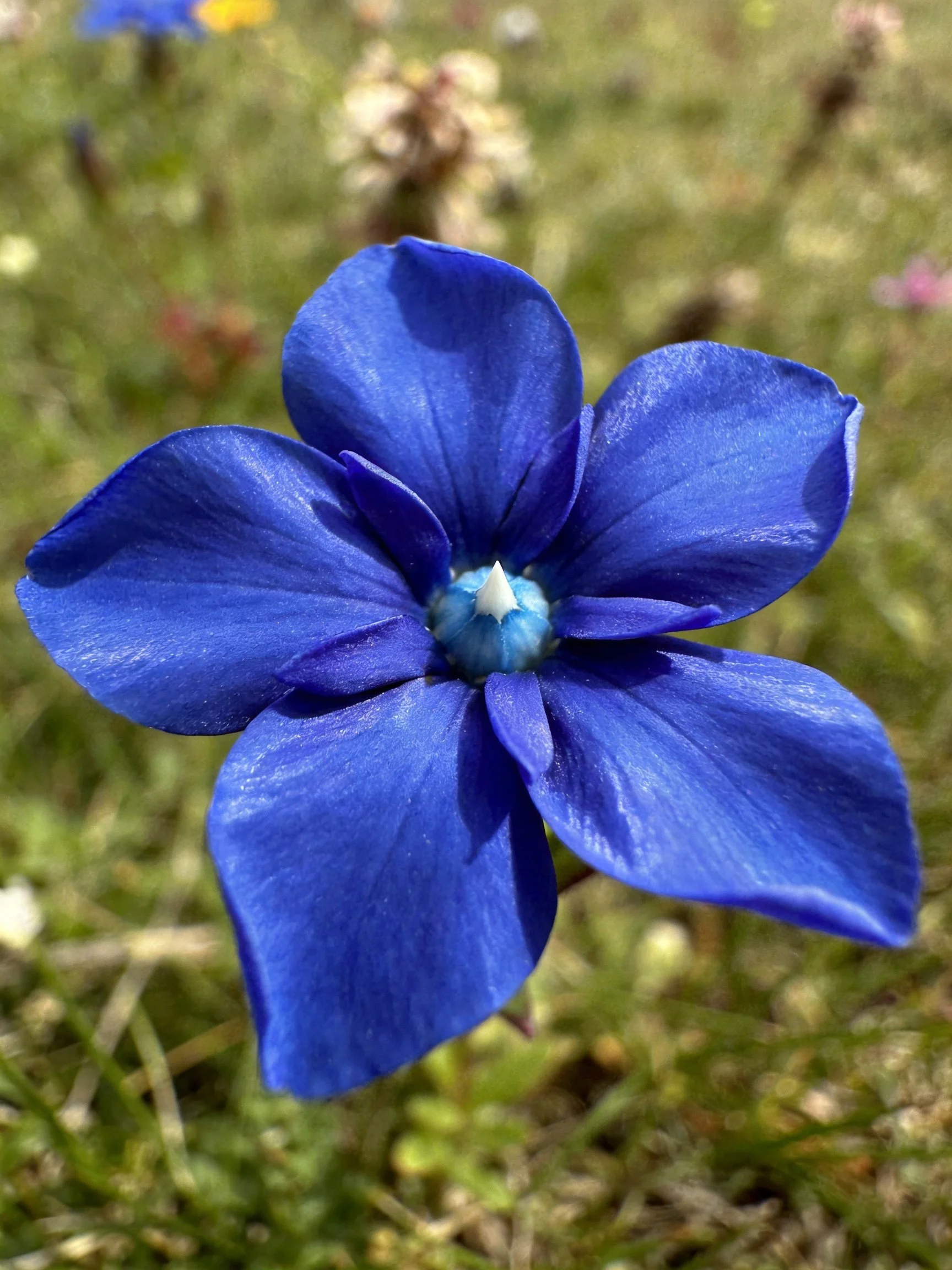 A vibrant blue five - petaled flower in nature