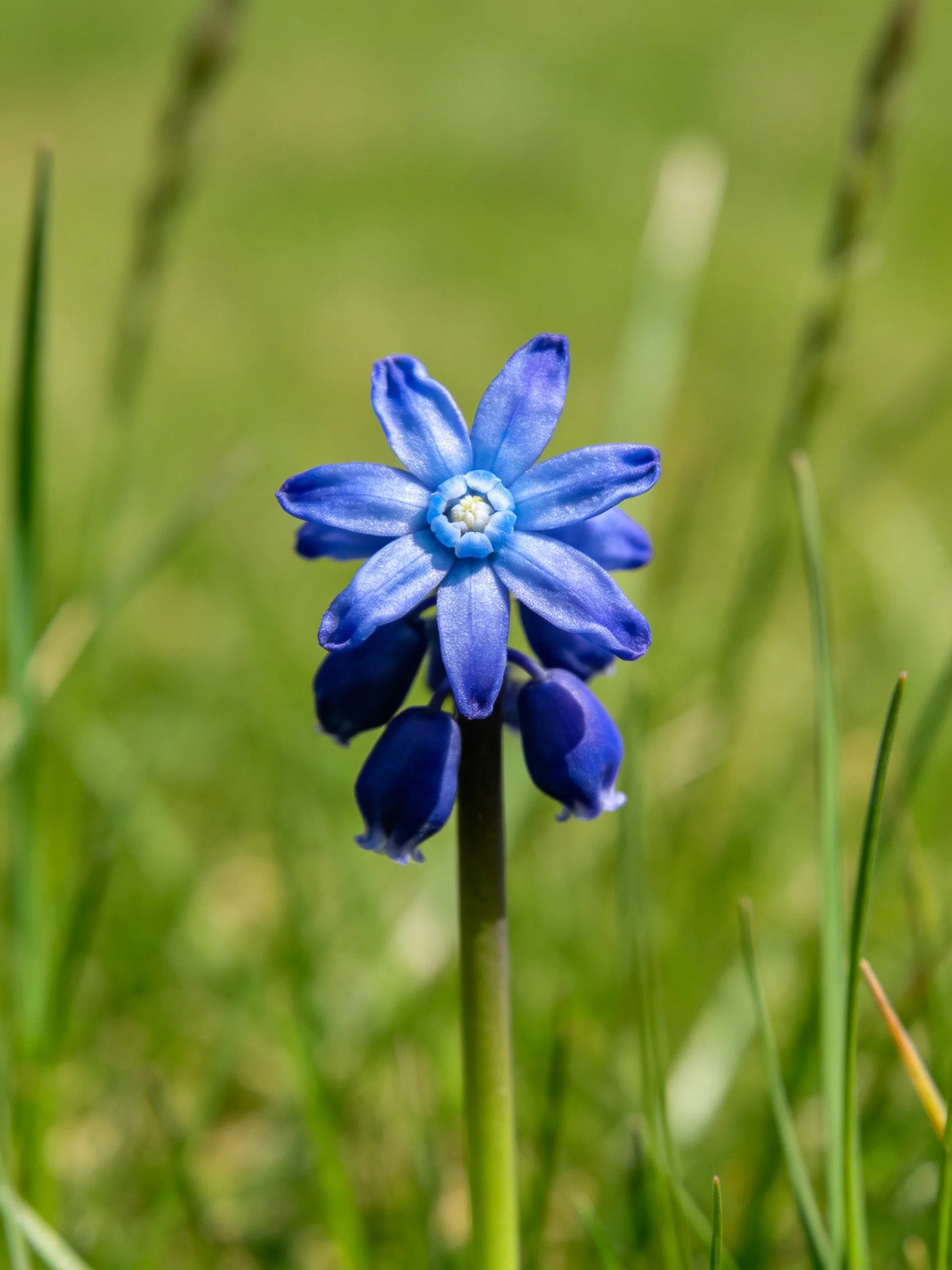 A vibrant blue flower blooms amid lush green grass