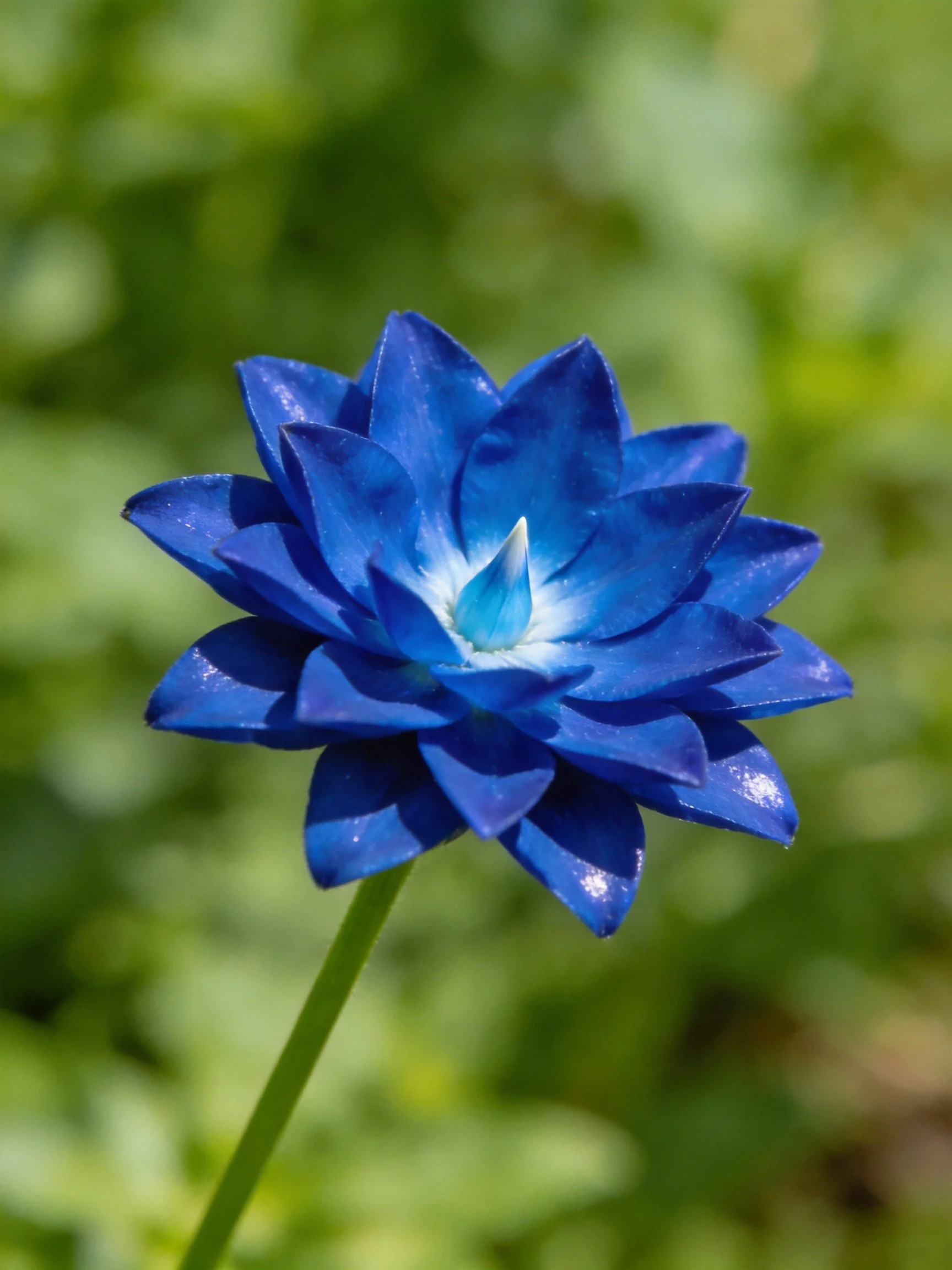 A vibrant blue flower with layered petals, single bloom, green blurred background