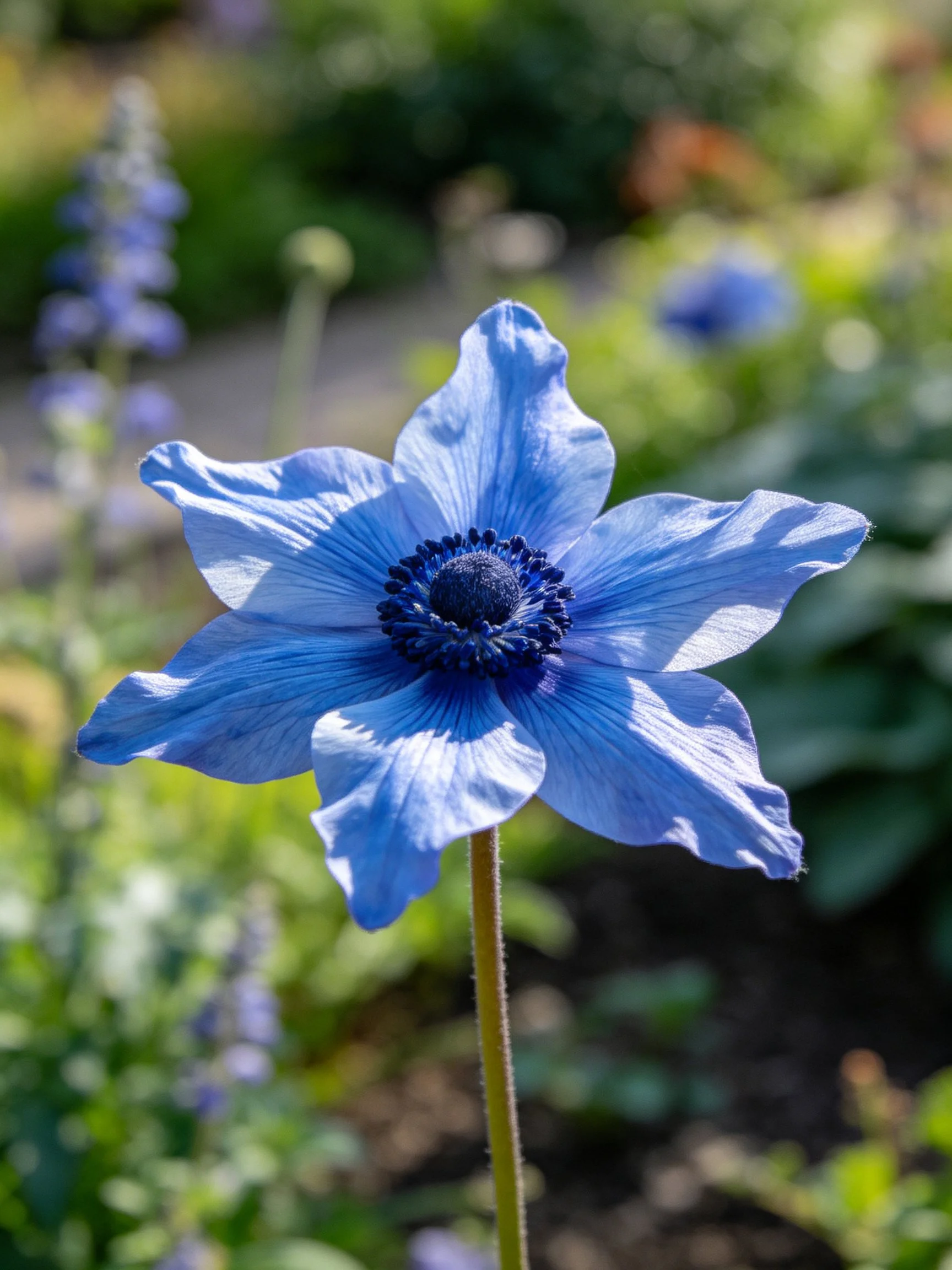 A vibrant blue flower with star - shaped petals in a lush garden
