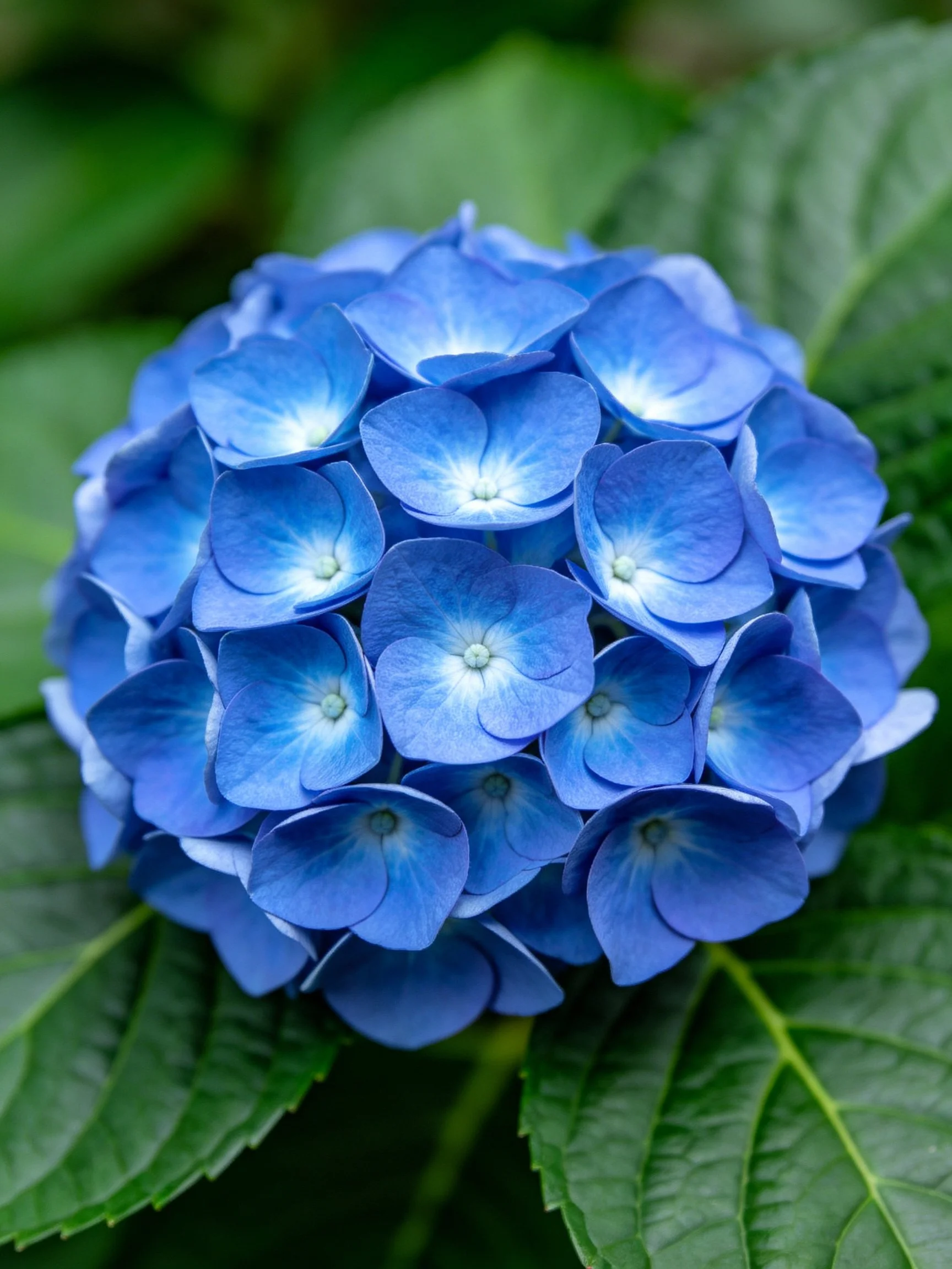 A vibrant blue hydrangea blooms among lush green foliage