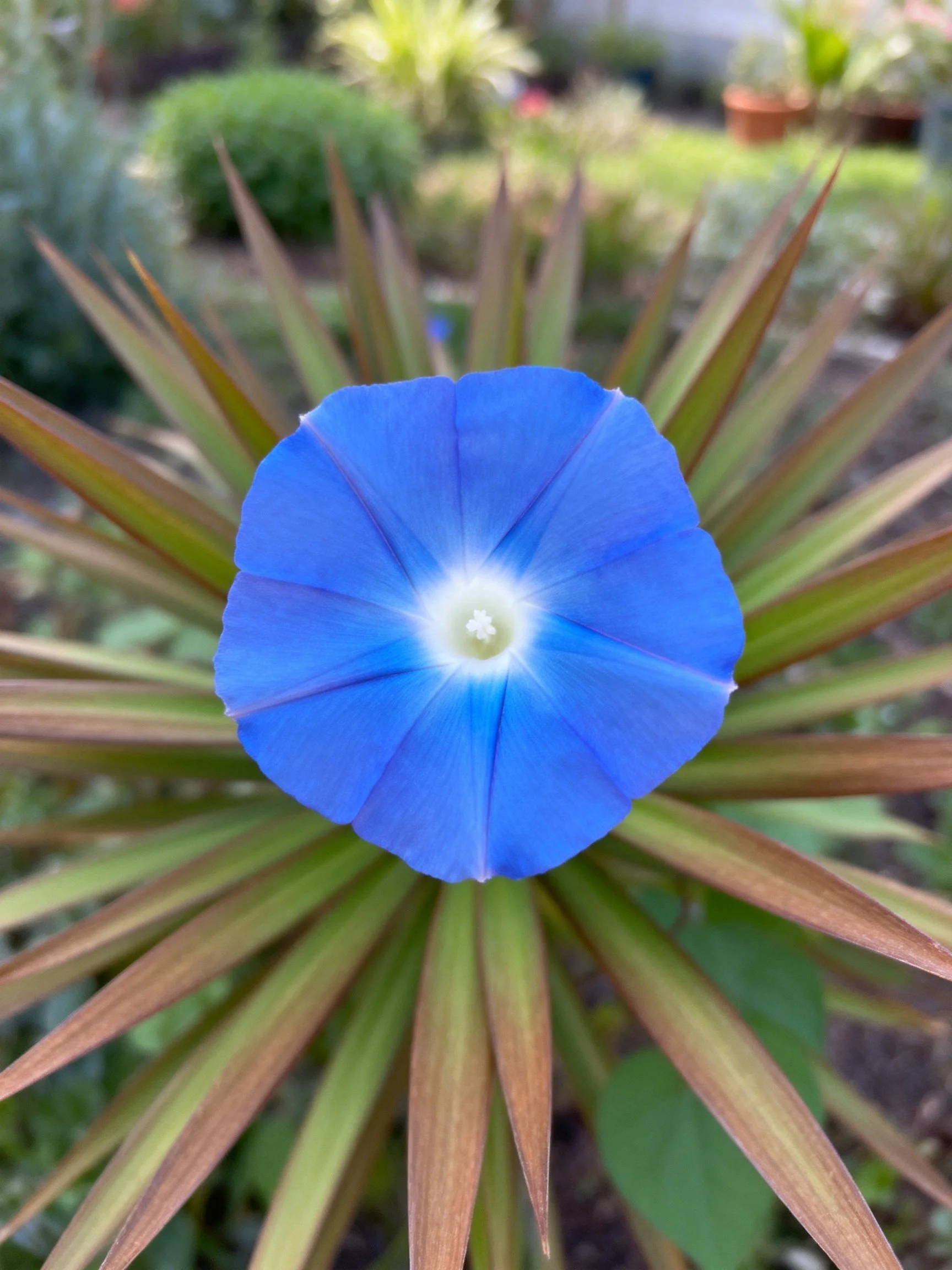 A vibrant blue morning glory flower centered amid spiky green-brown foliage