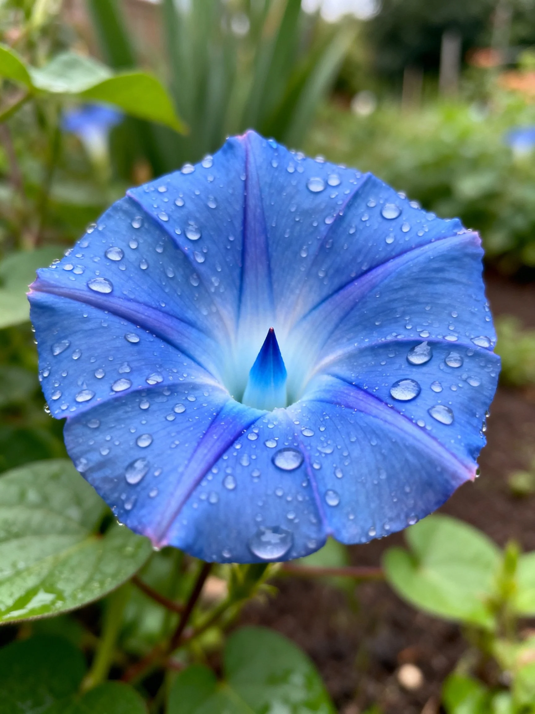 A vibrant blue morning glory flower with water droplets
