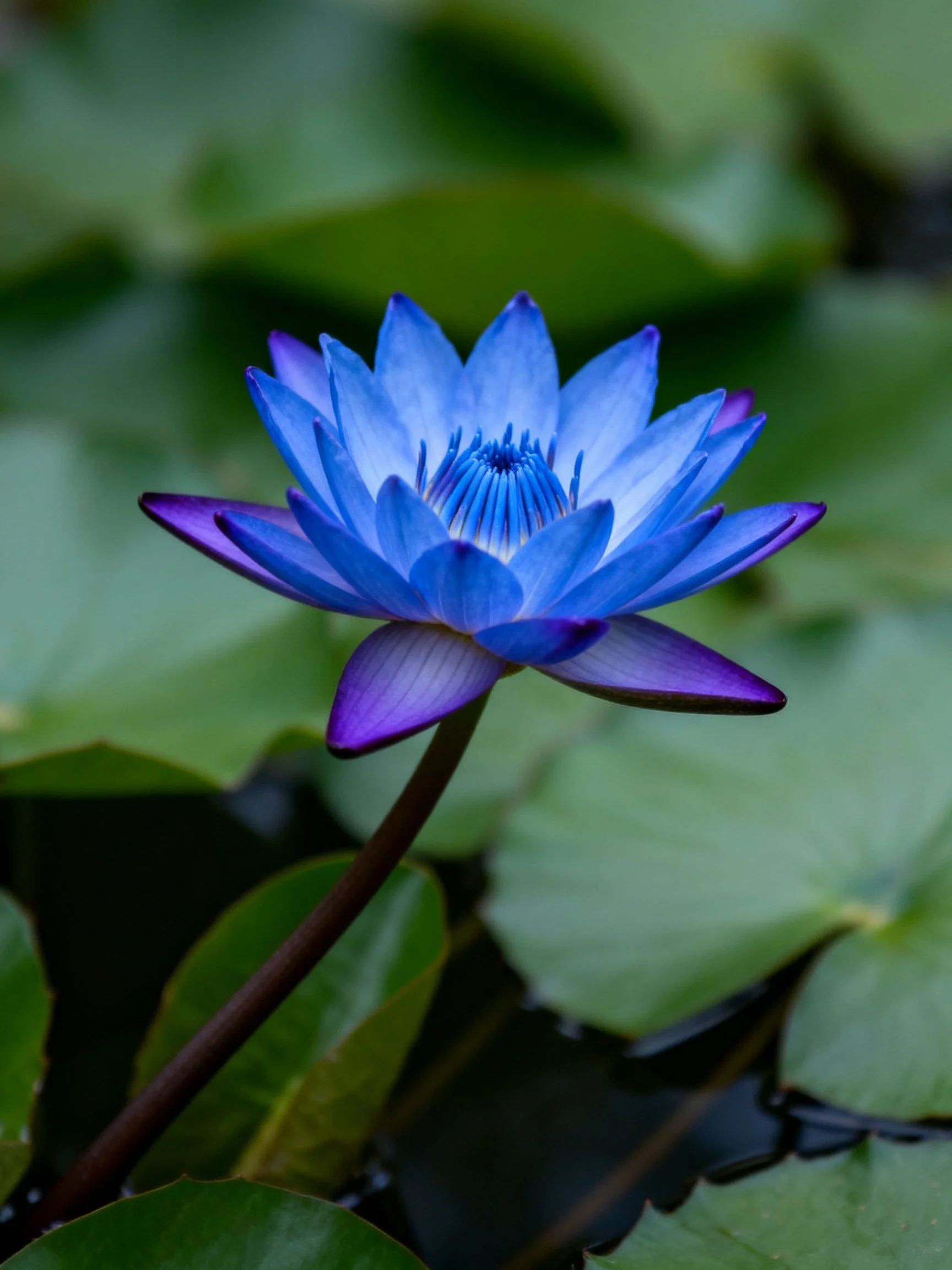 A vibrant blue water lily with purple accents among green lily pads