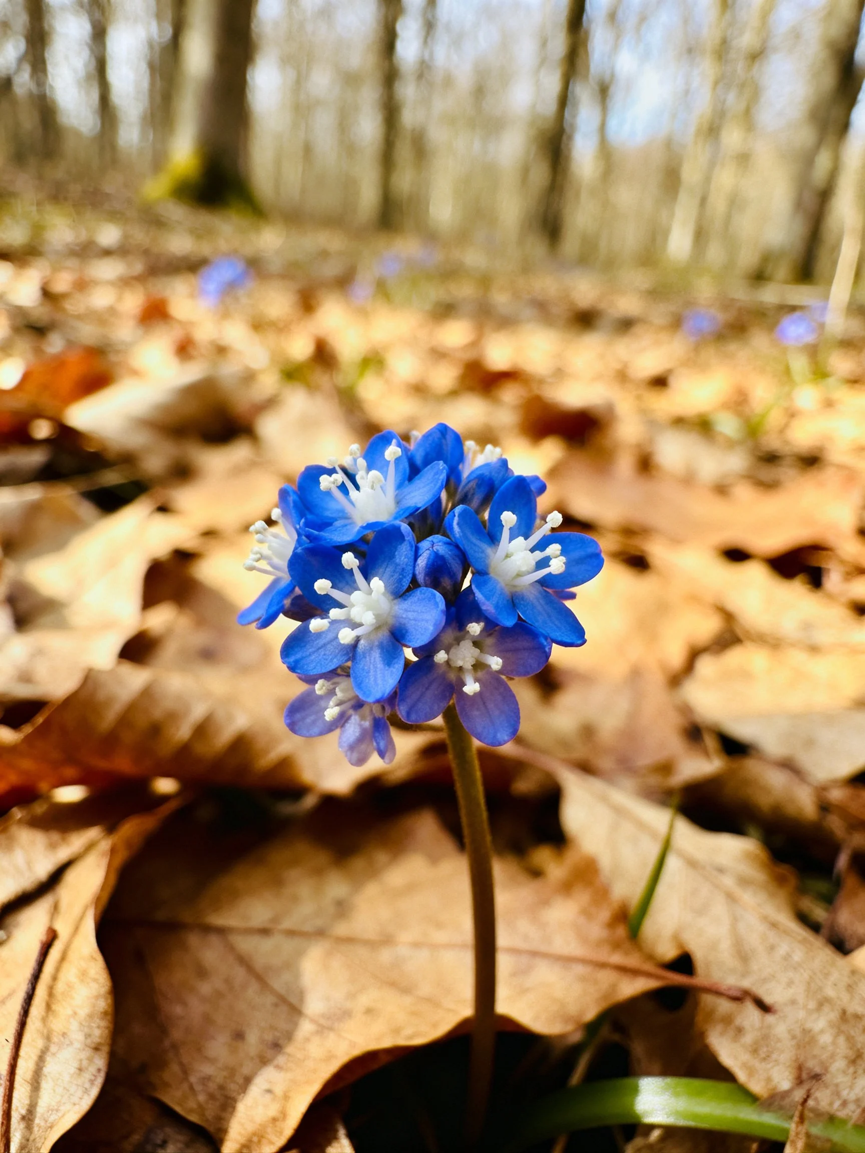 A vibrant blue wildflower stands among dry brown leaves in a forest clearing