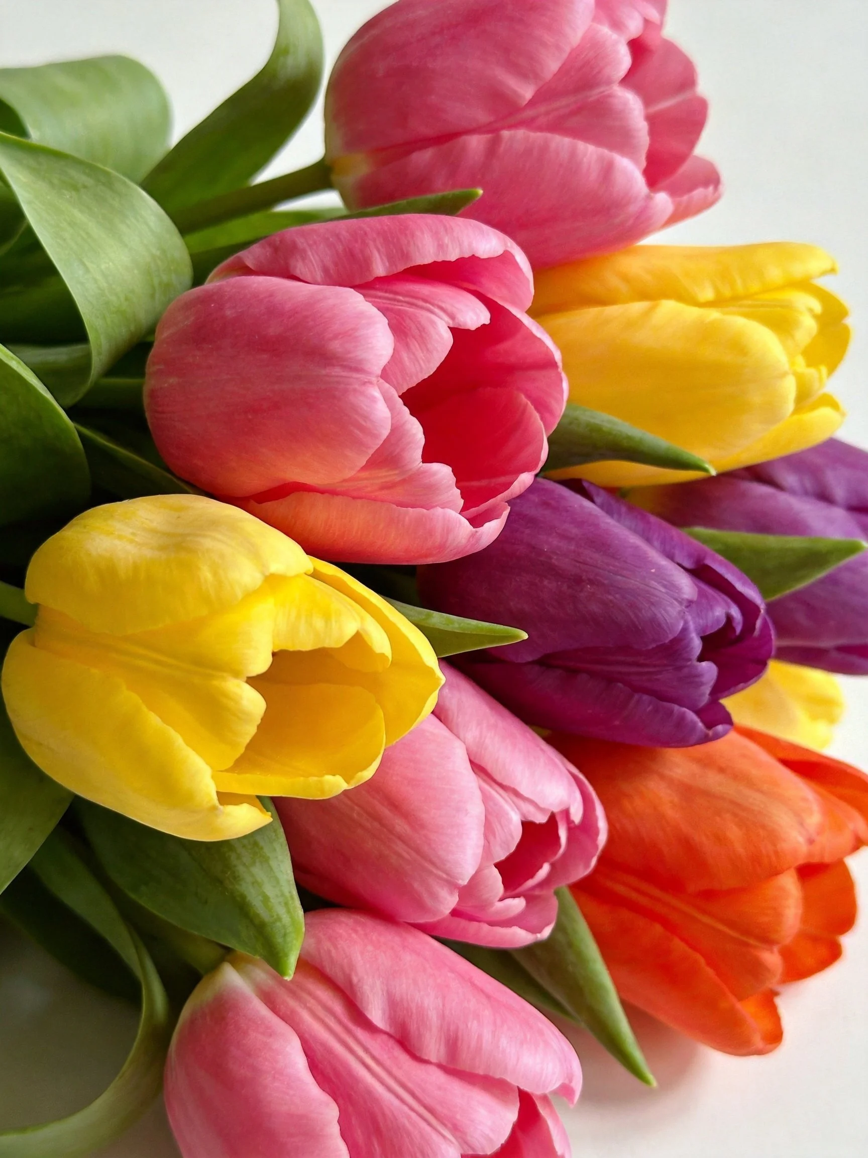 A vibrant bouquet of multicolored tulips with diverse hues
