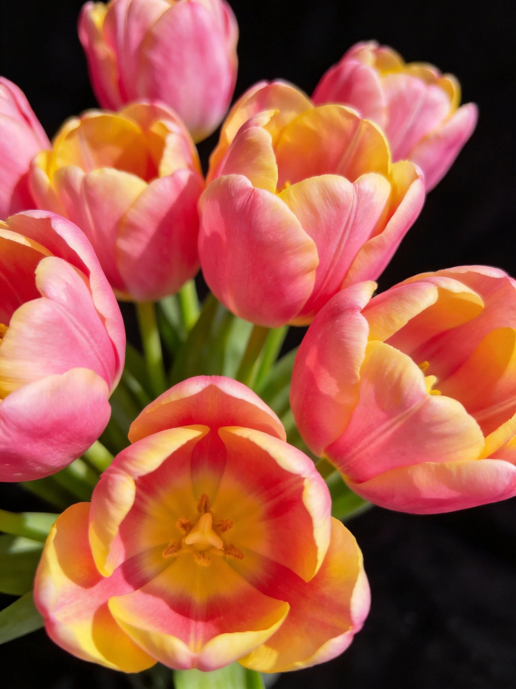 A vibrant bouquet of pink and orange tulips with green stems