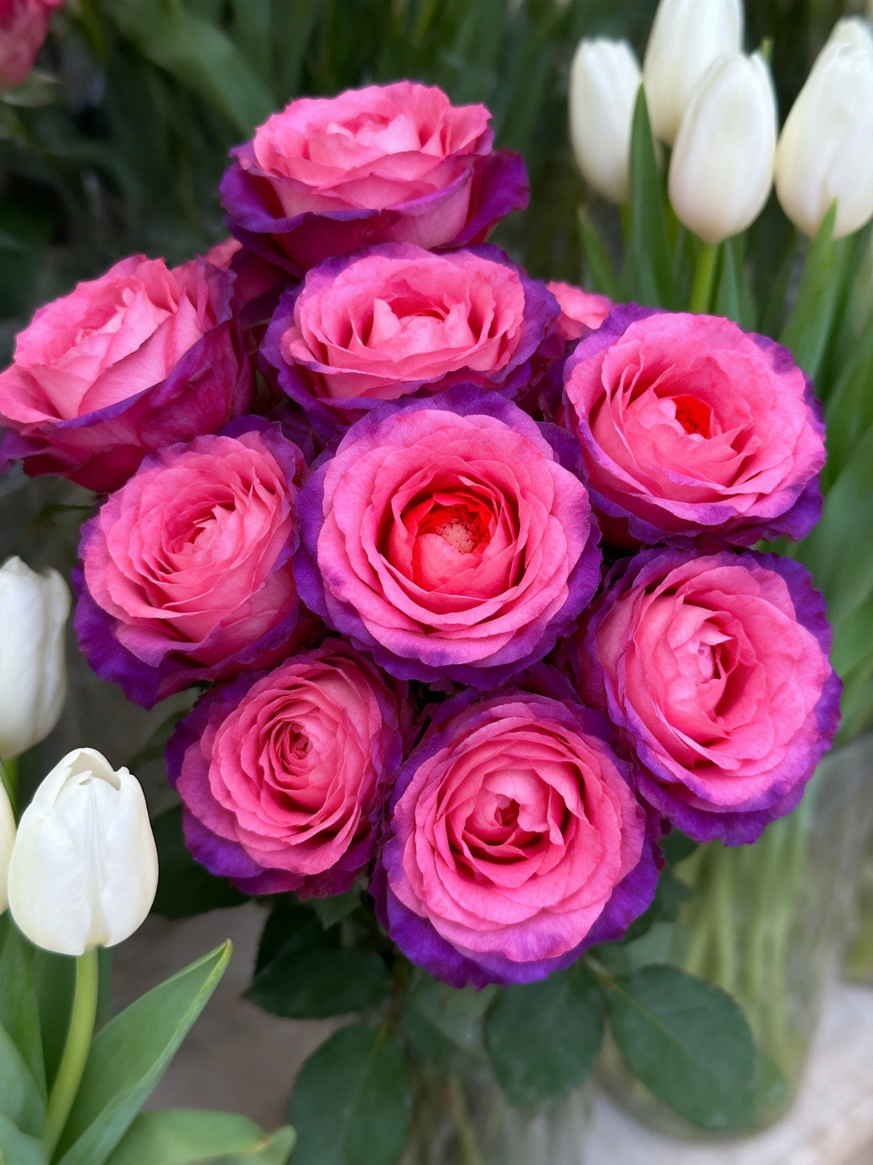 A vibrant bouquet of pink-purple roses beside white tulips