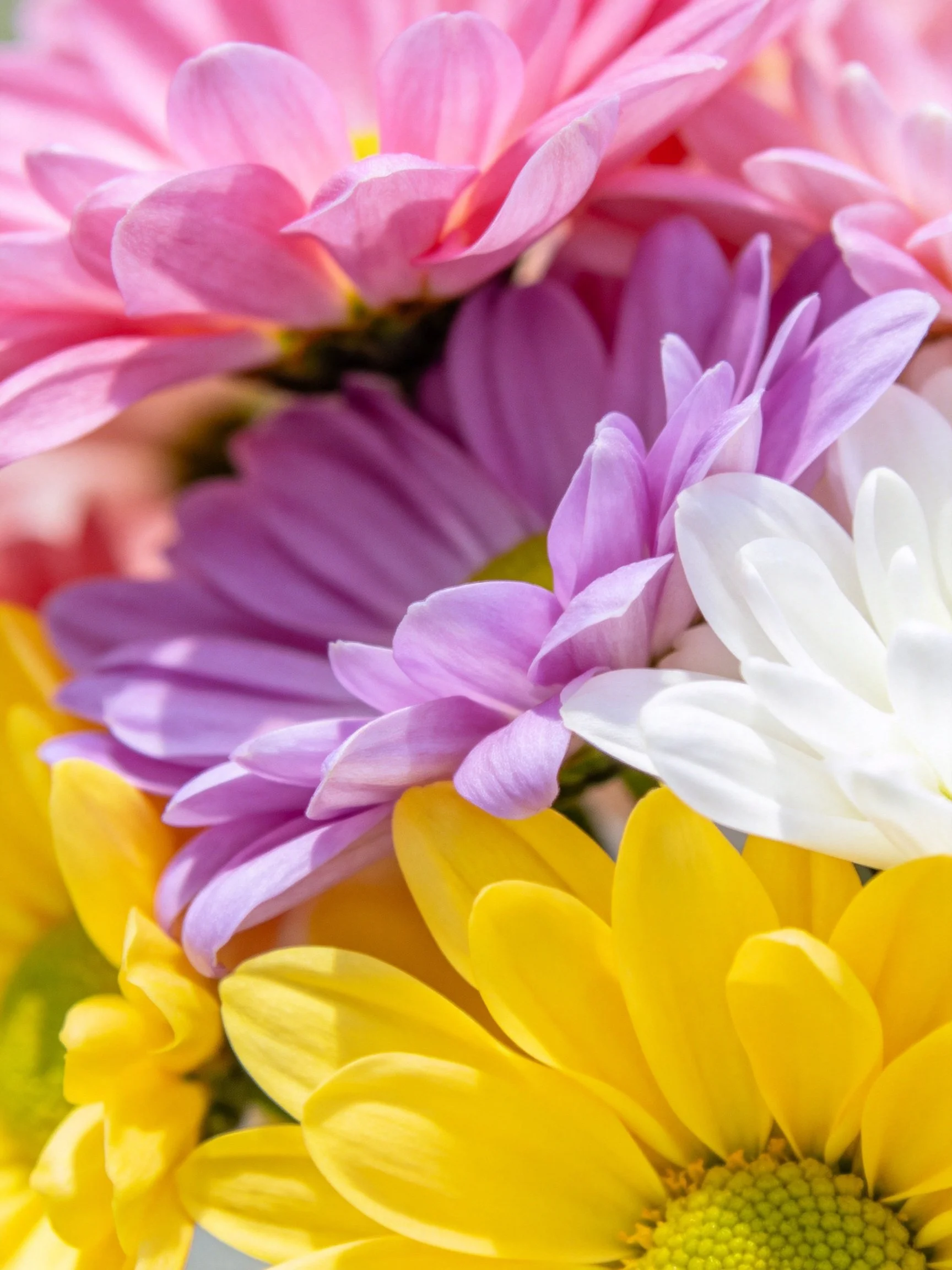 A vibrant bouquet with pink, purple, white, and yellow flowers
