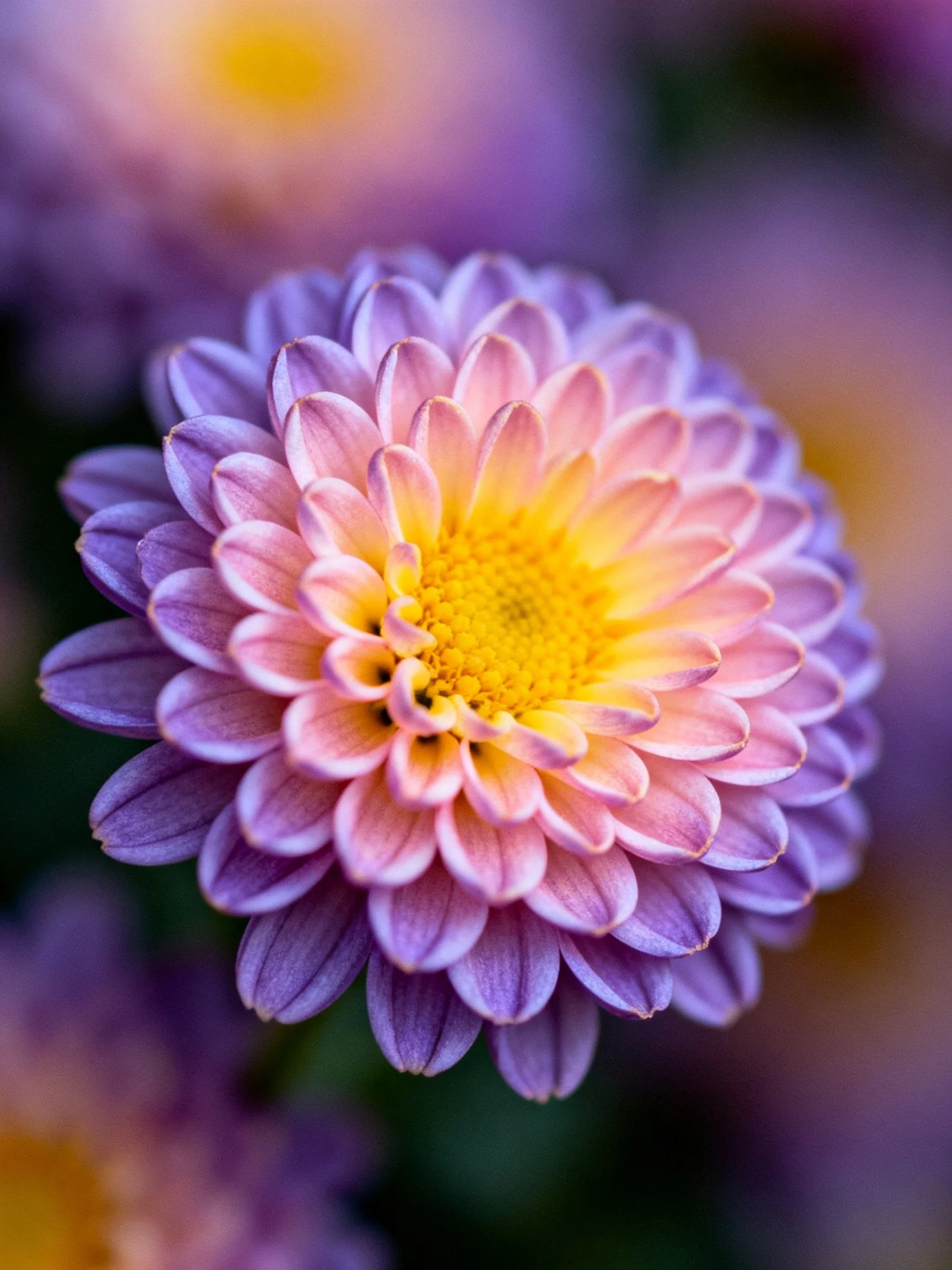 A vibrant chrysanthemum with pink - purple petals and golden center