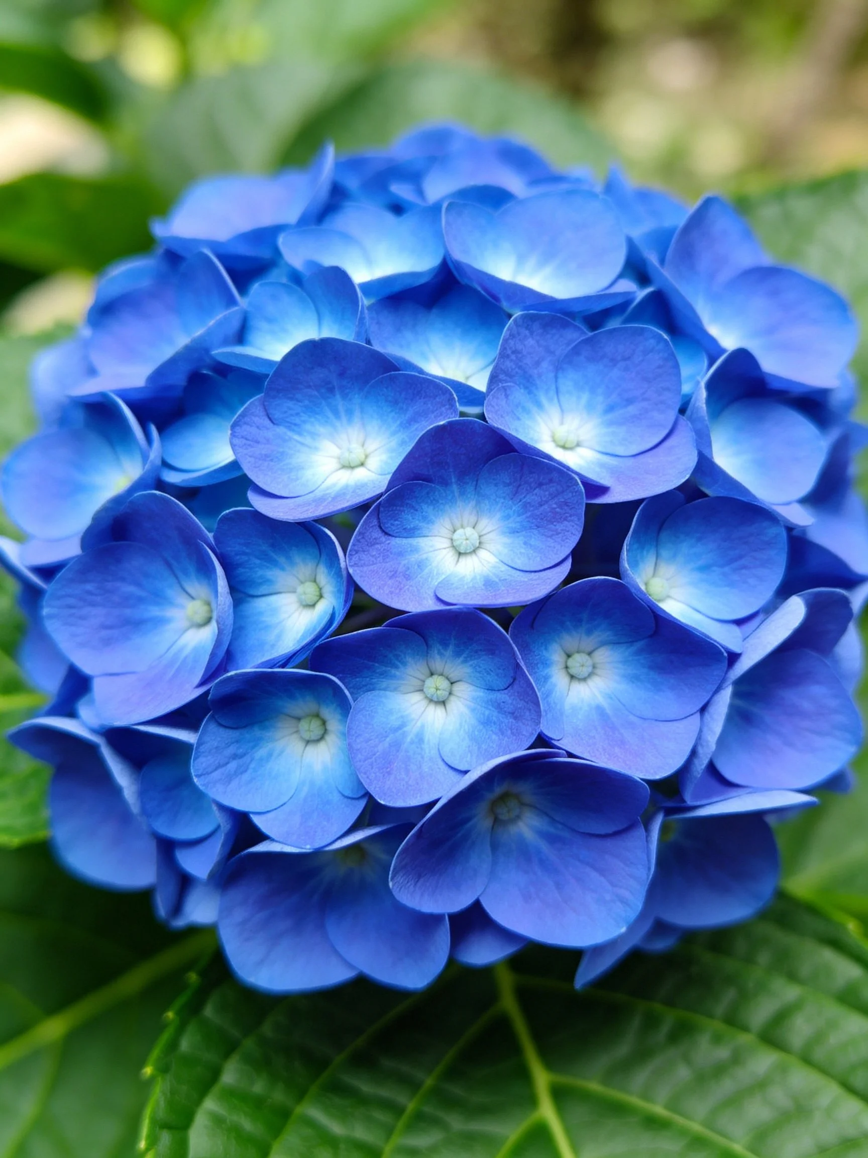 A vibrant cluster of blue hydrangea blooms