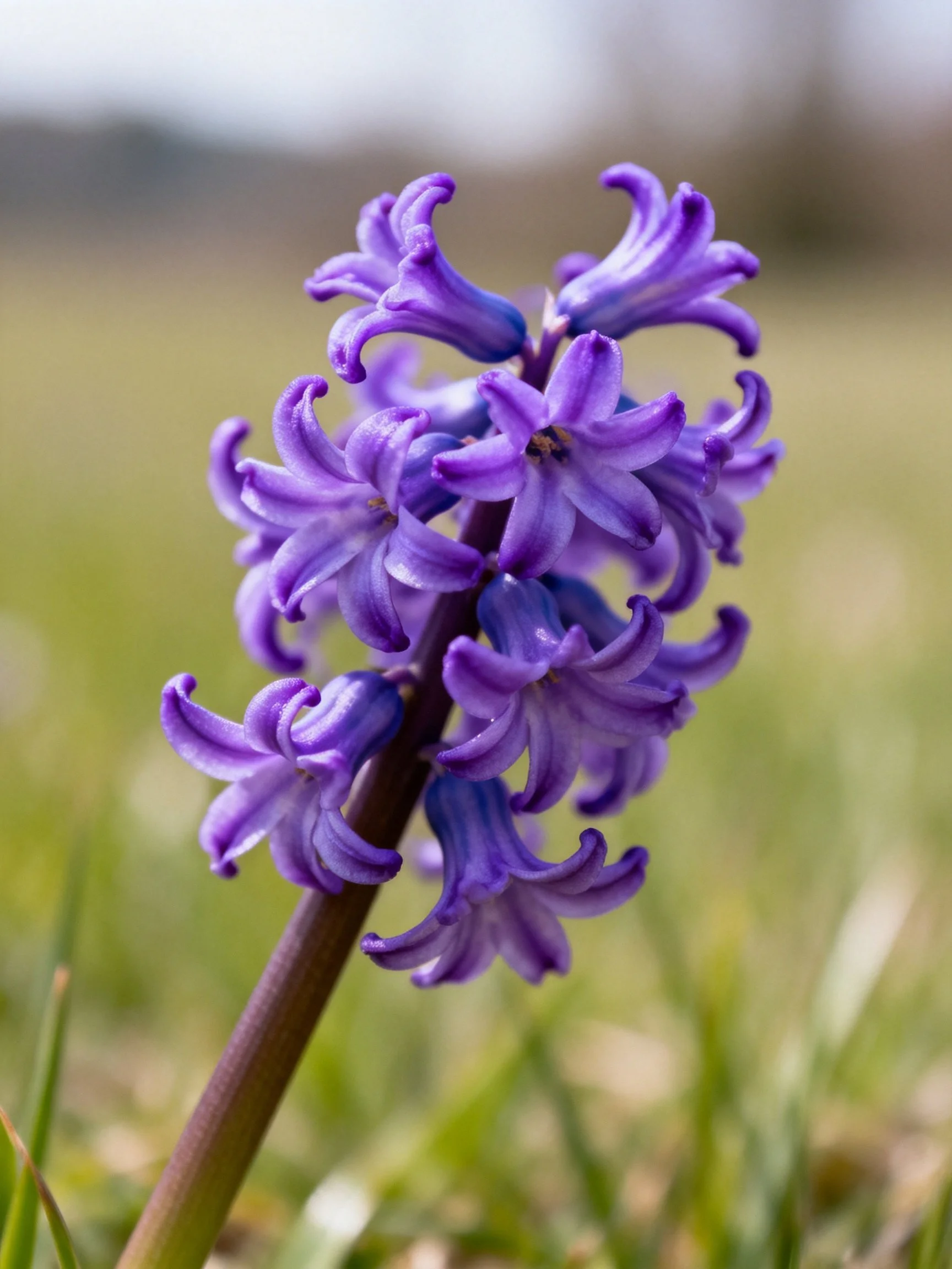 A vibrant cluster of purple hyacinths blooms against a blurred green field