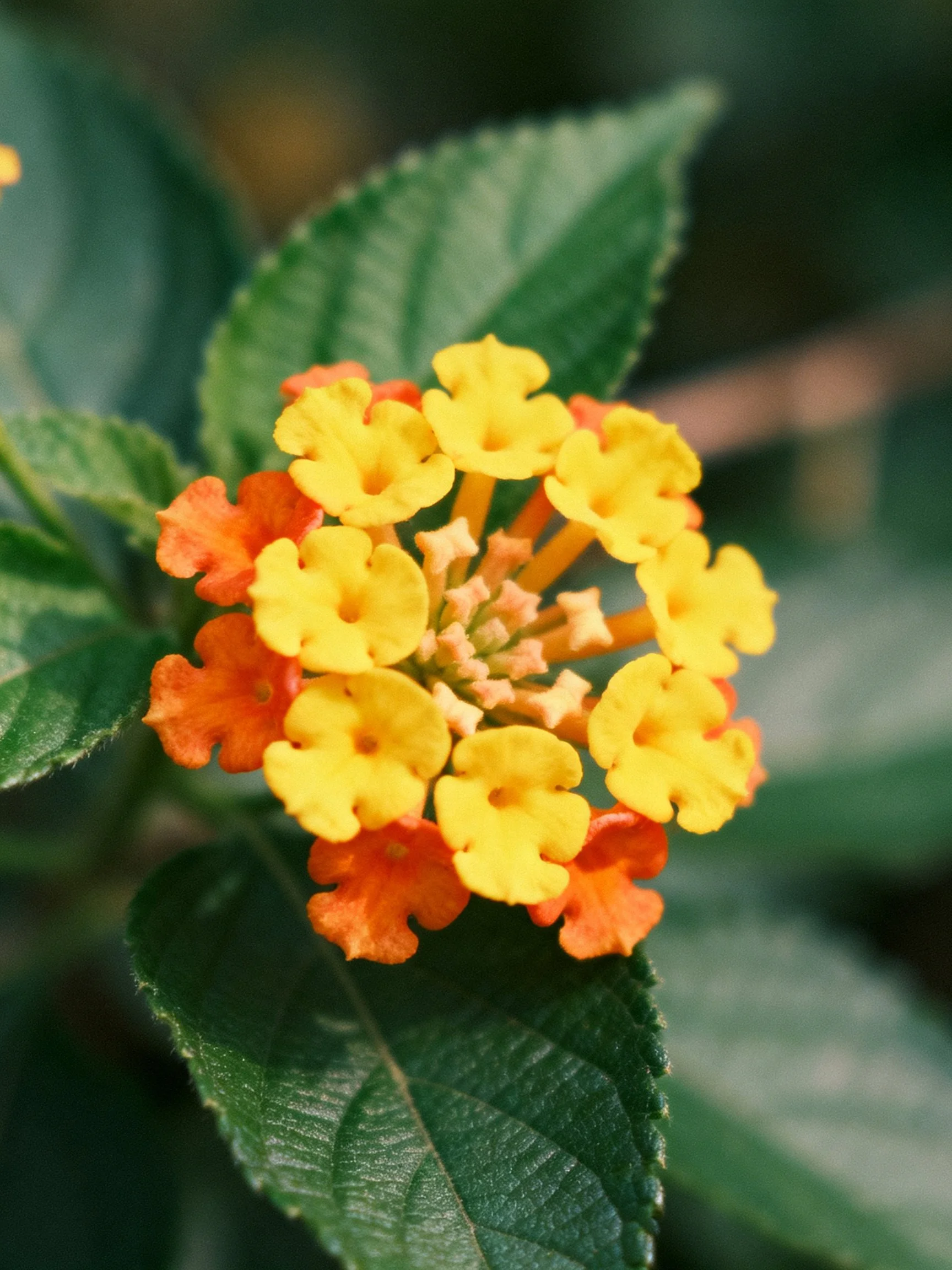 A vibrant cluster of yellow and orange flowers with glossy green leaves