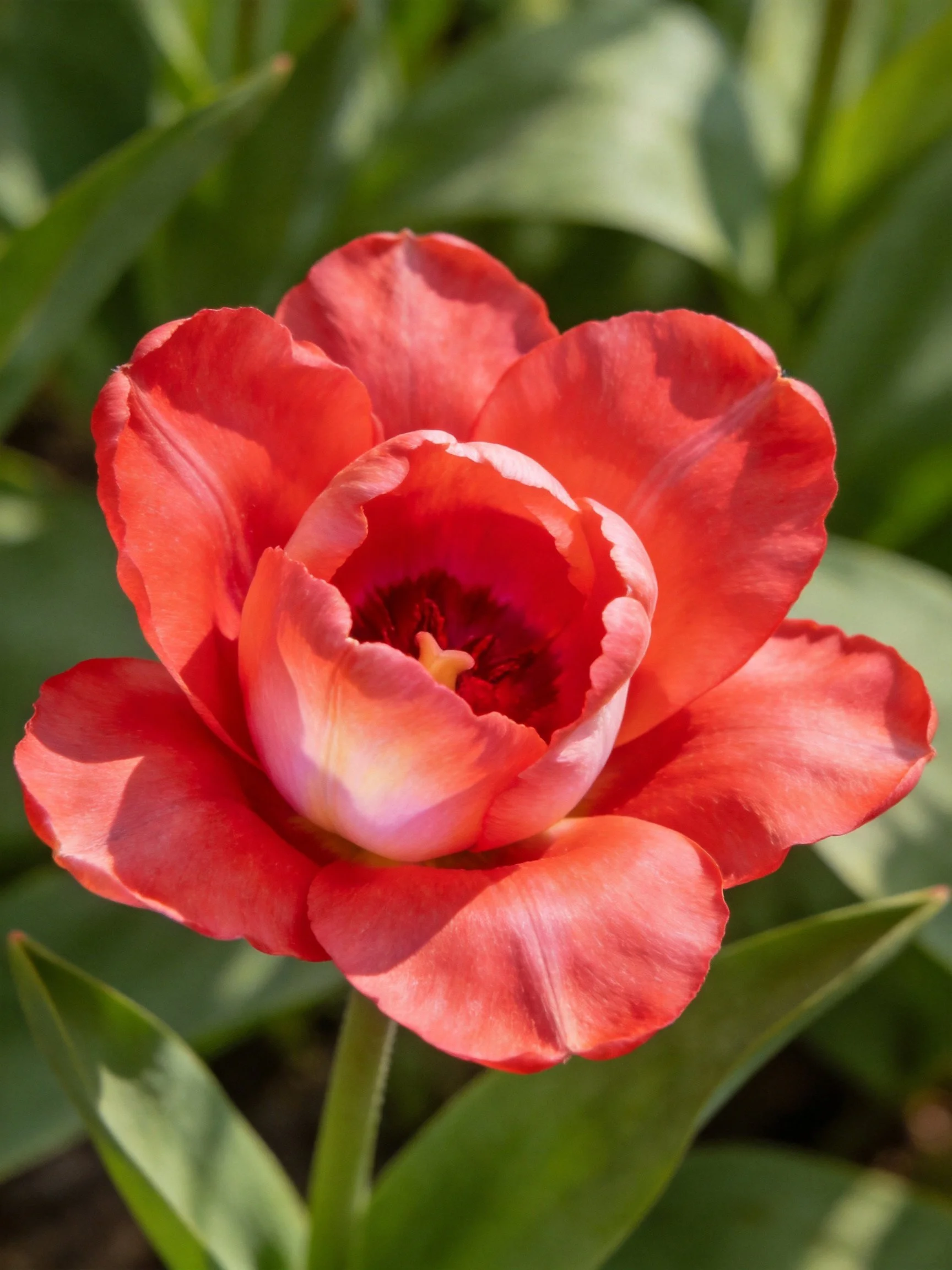 A vibrant coral tulip with layered petals and lush greenery