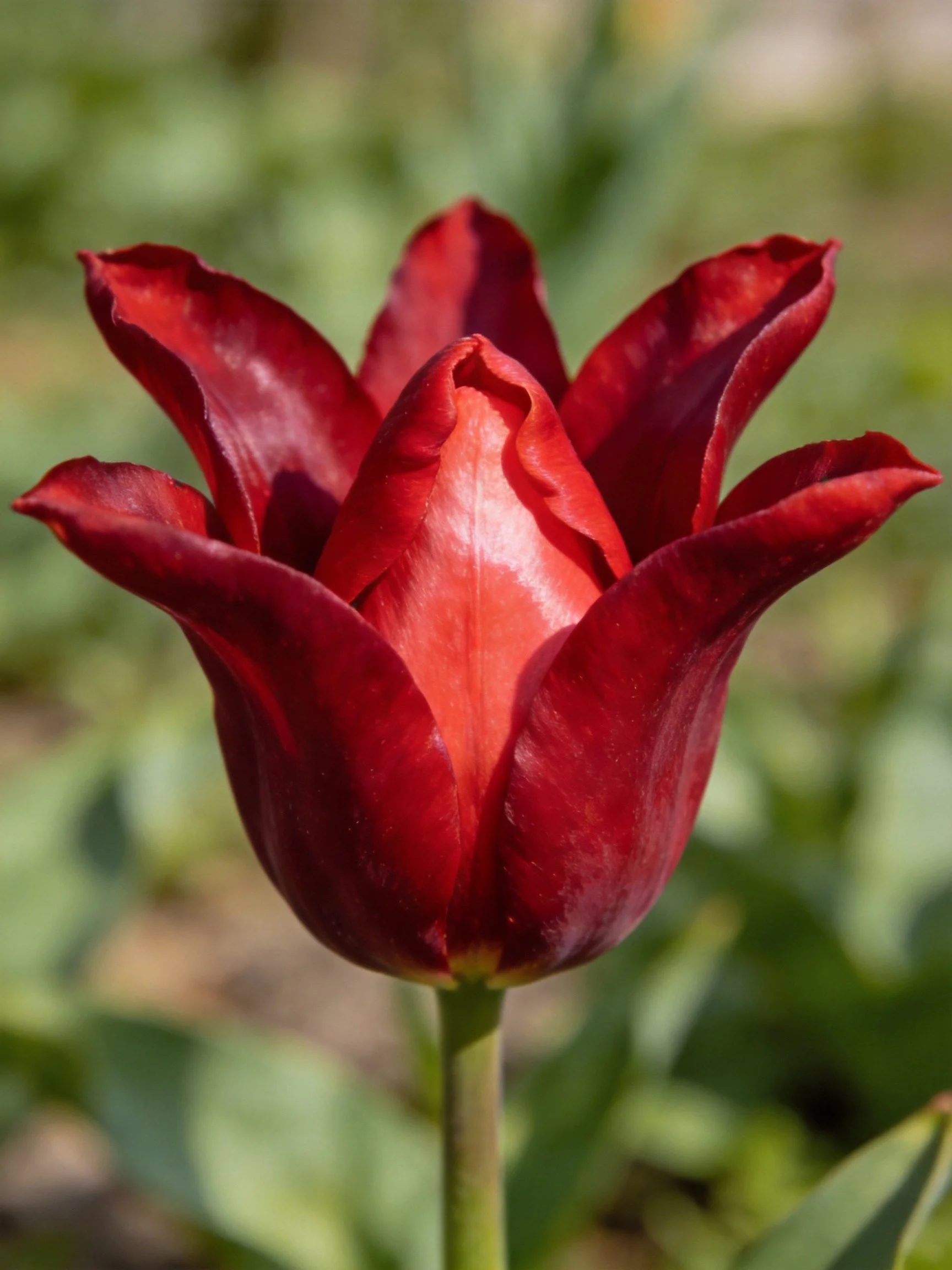 A vibrant dark red tulip bud with layered petals
