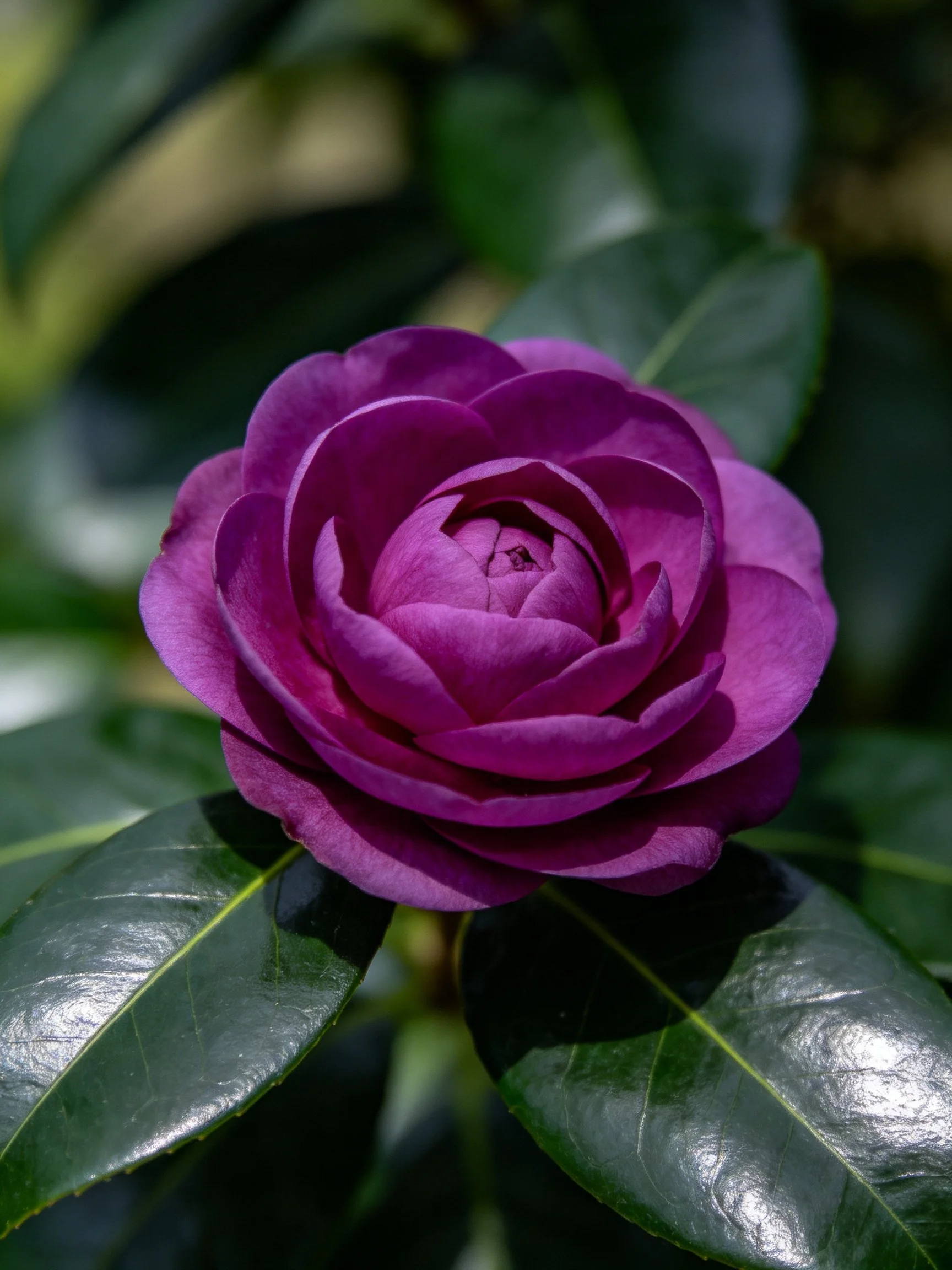 A vibrant deep purple camellia flower with glossy green foliage