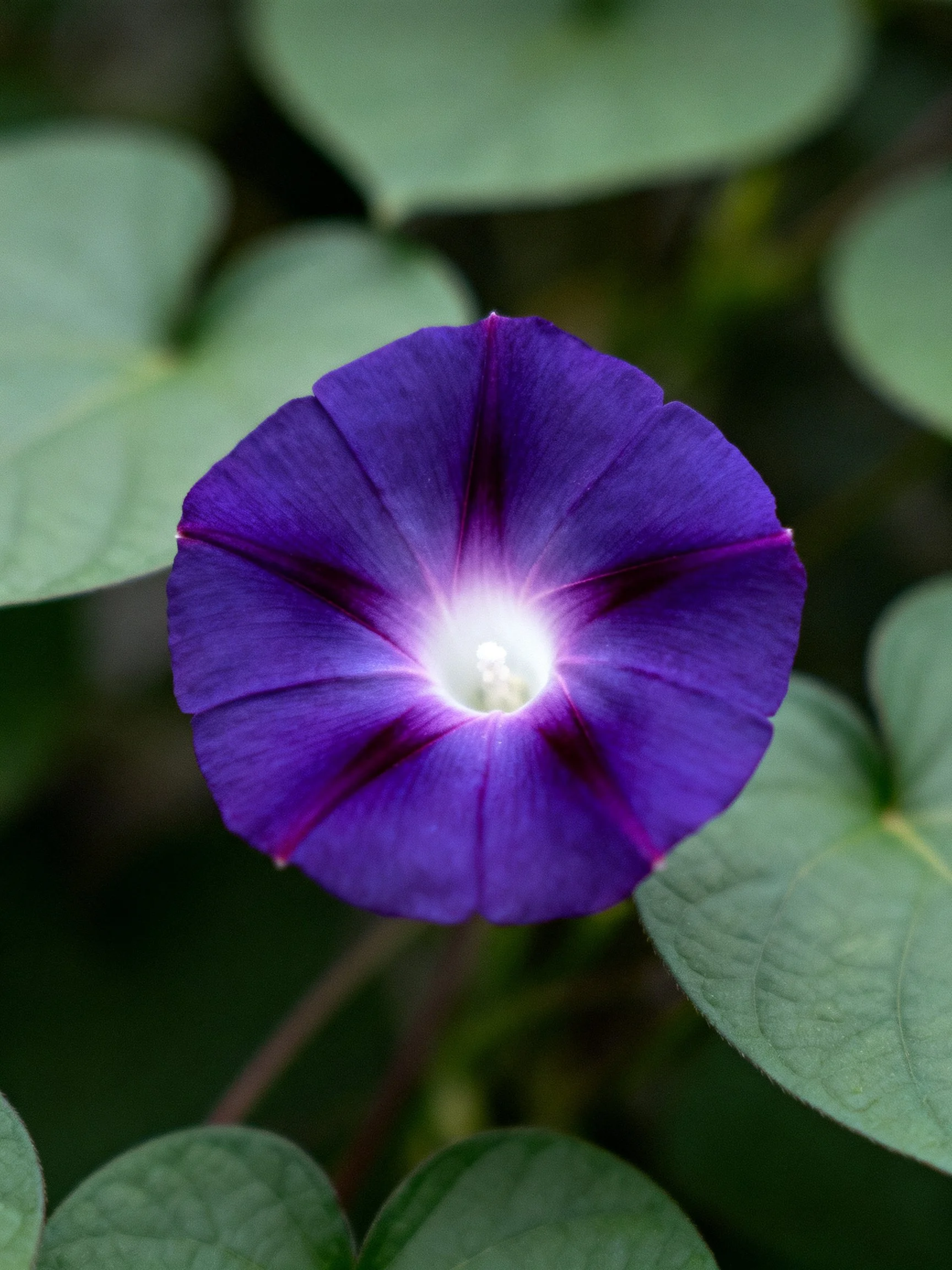 A vibrant deep purple morning glory flower amid green foliage