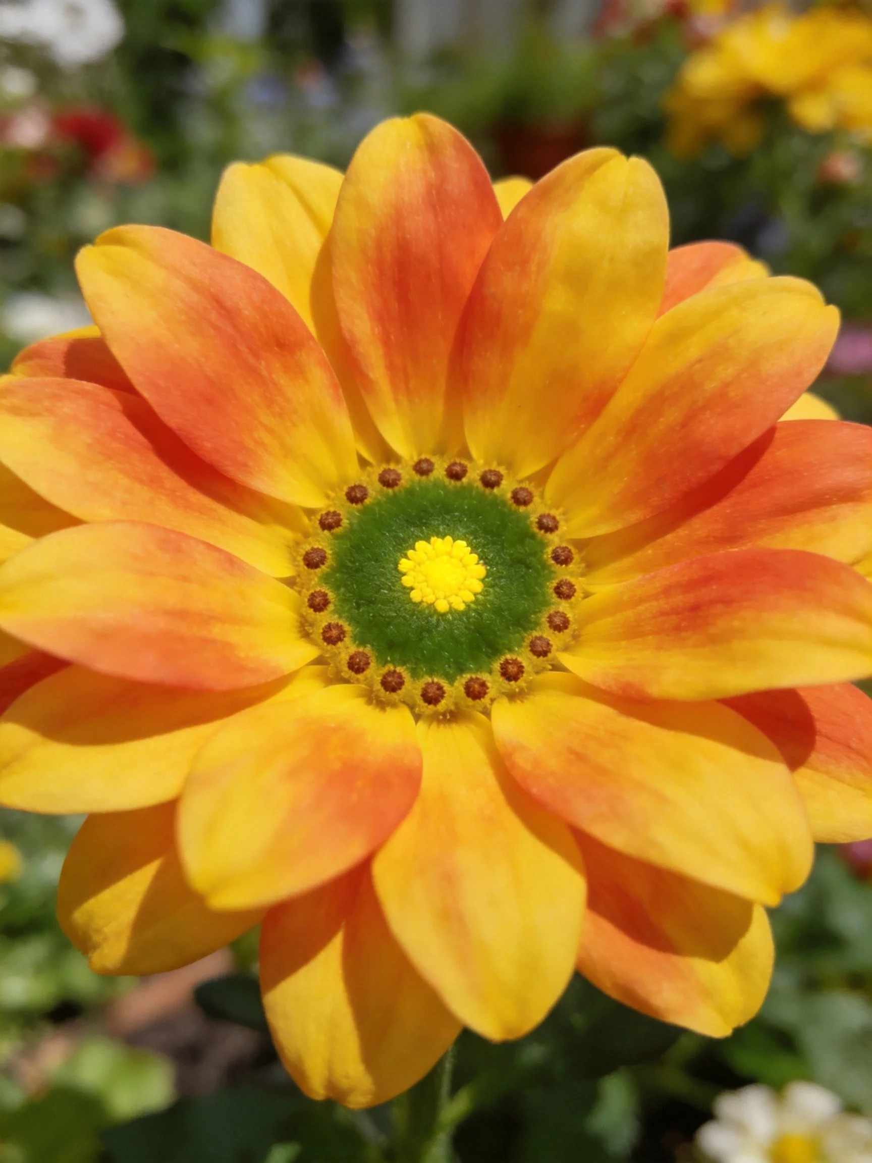 A vibrant flower showcasing yellow-orange petals and a green central area