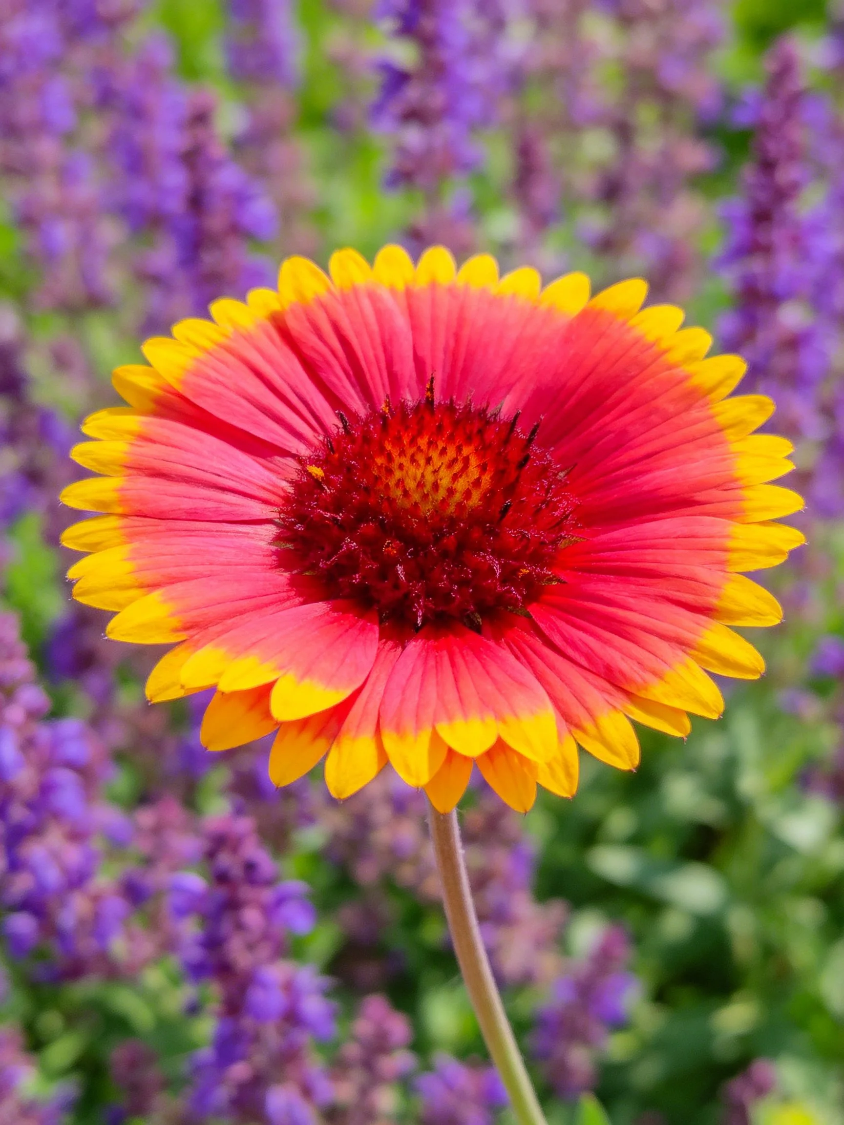 A vibrant flower with pink petals edged in yellow, red center