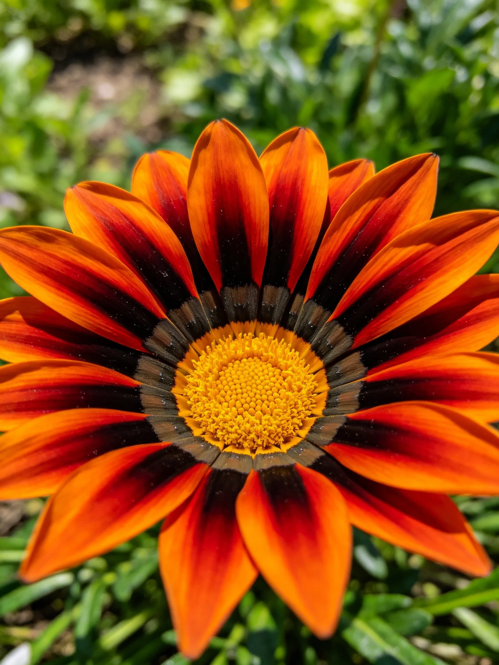A vibrant gazania flower with orange petals and dark stripes