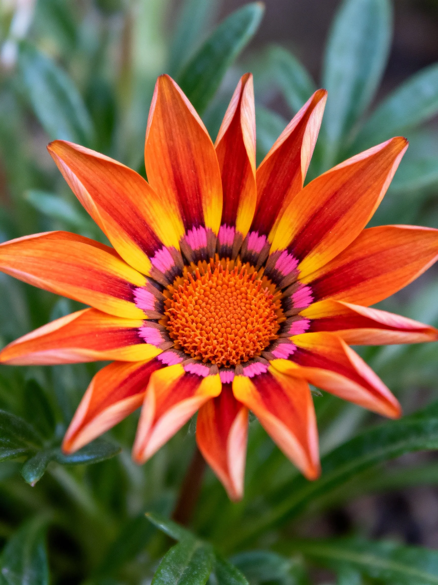 A vibrant gazania flower with orange, yellow, and pink petals