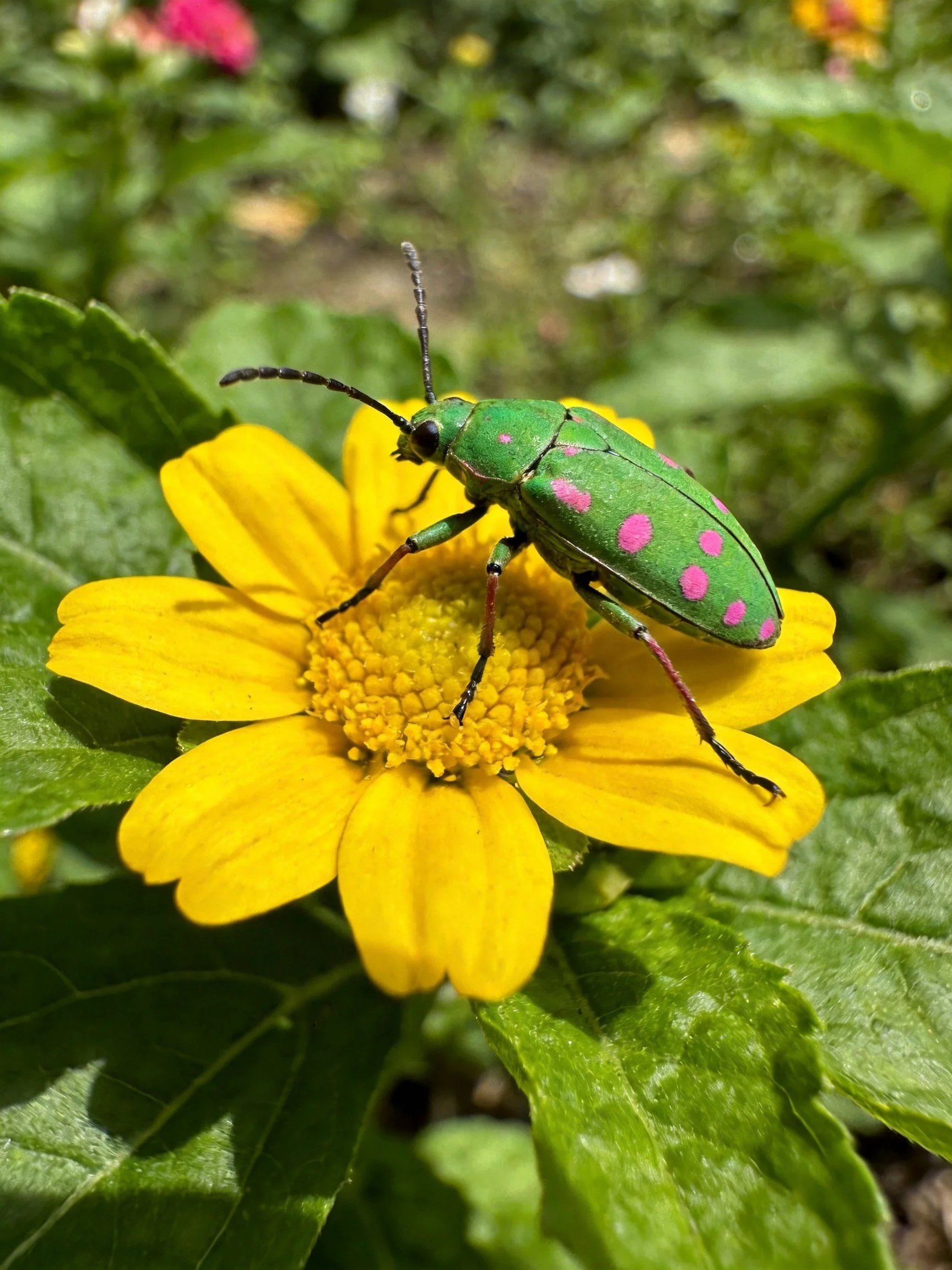 A vibrant green beetle with pink spots sits on a bright yellow flower