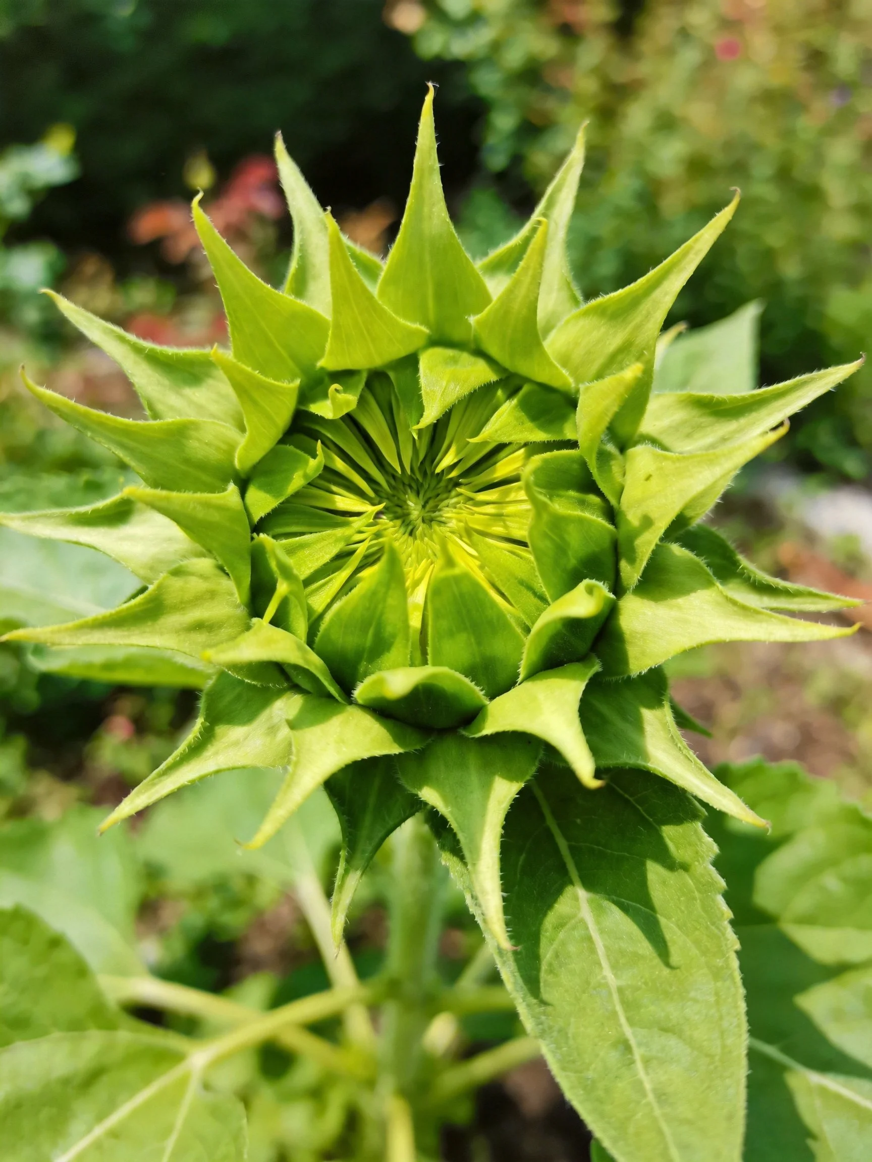 A vibrant green sunflower bud with pointed petals