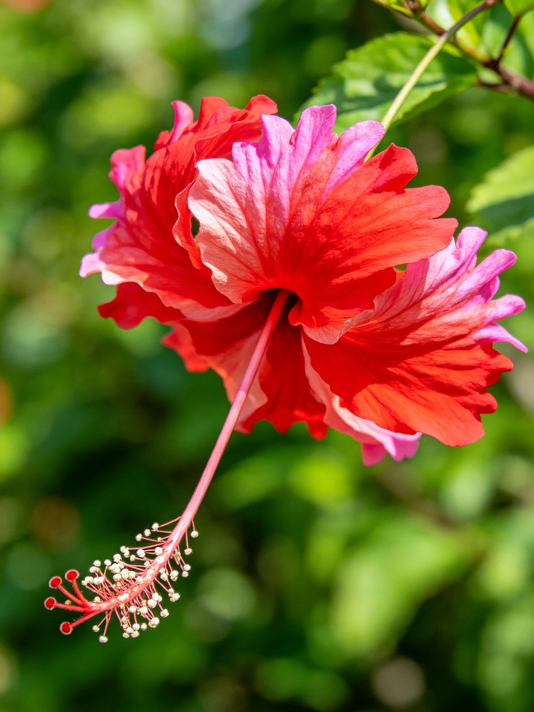 A vibrant hibiscus flower with red and pink petals