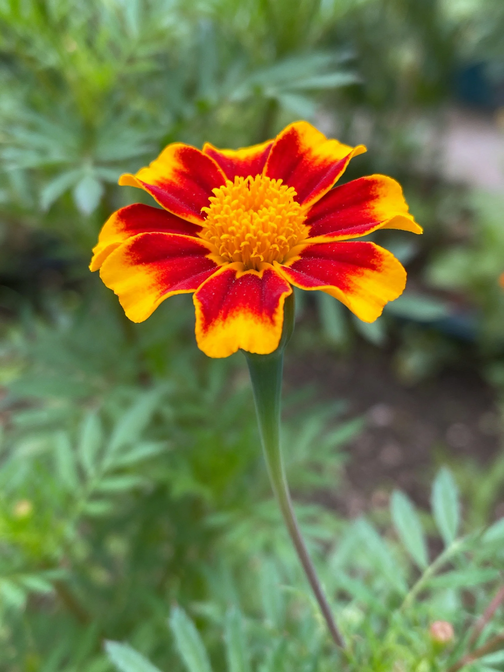 A vibrant marigold with red and yellow petals, surrounded by green foliage