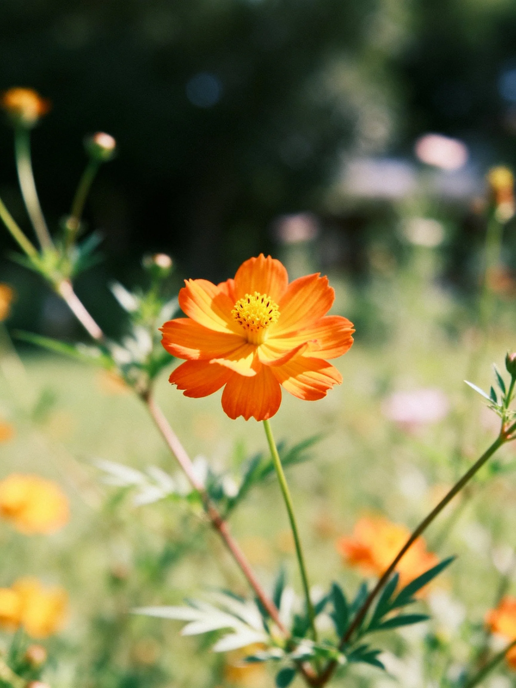 A vibrant orange cosmos flower centered among green foliage and blurred blooms