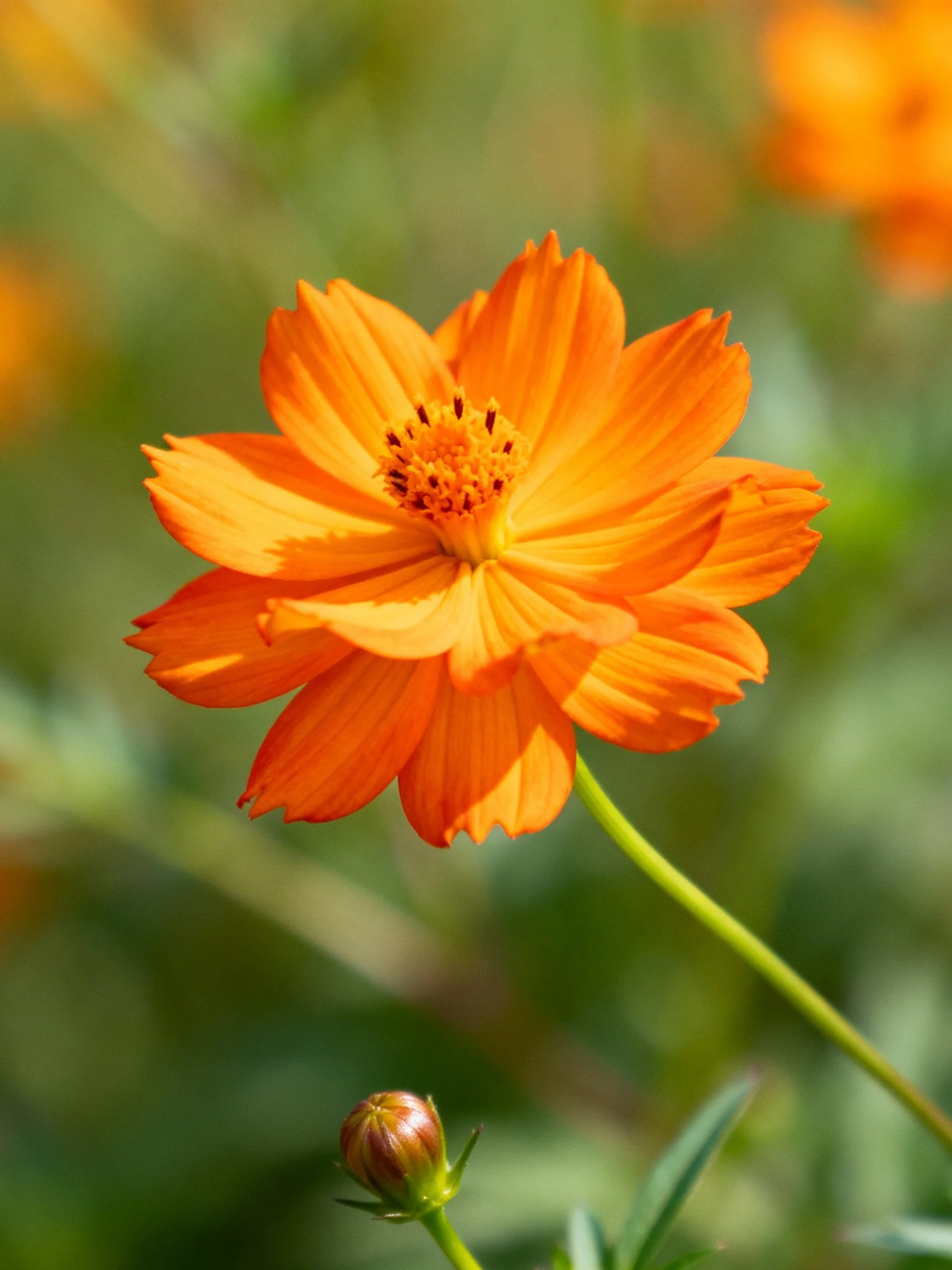 A vibrant orange cosmos flower with a budding stem amid green foliage