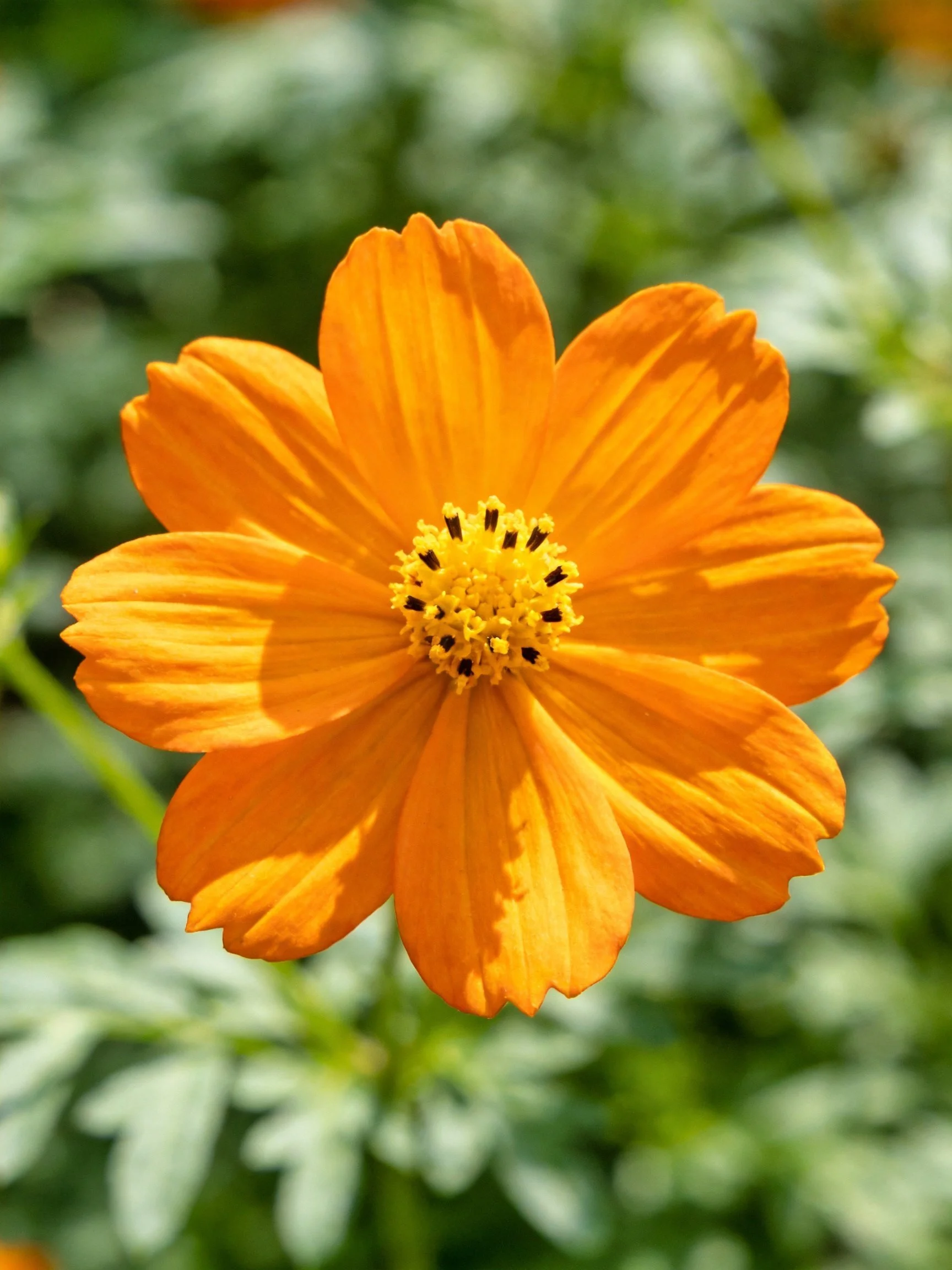 A vibrant orange cosmos flower with blurred green backdrop