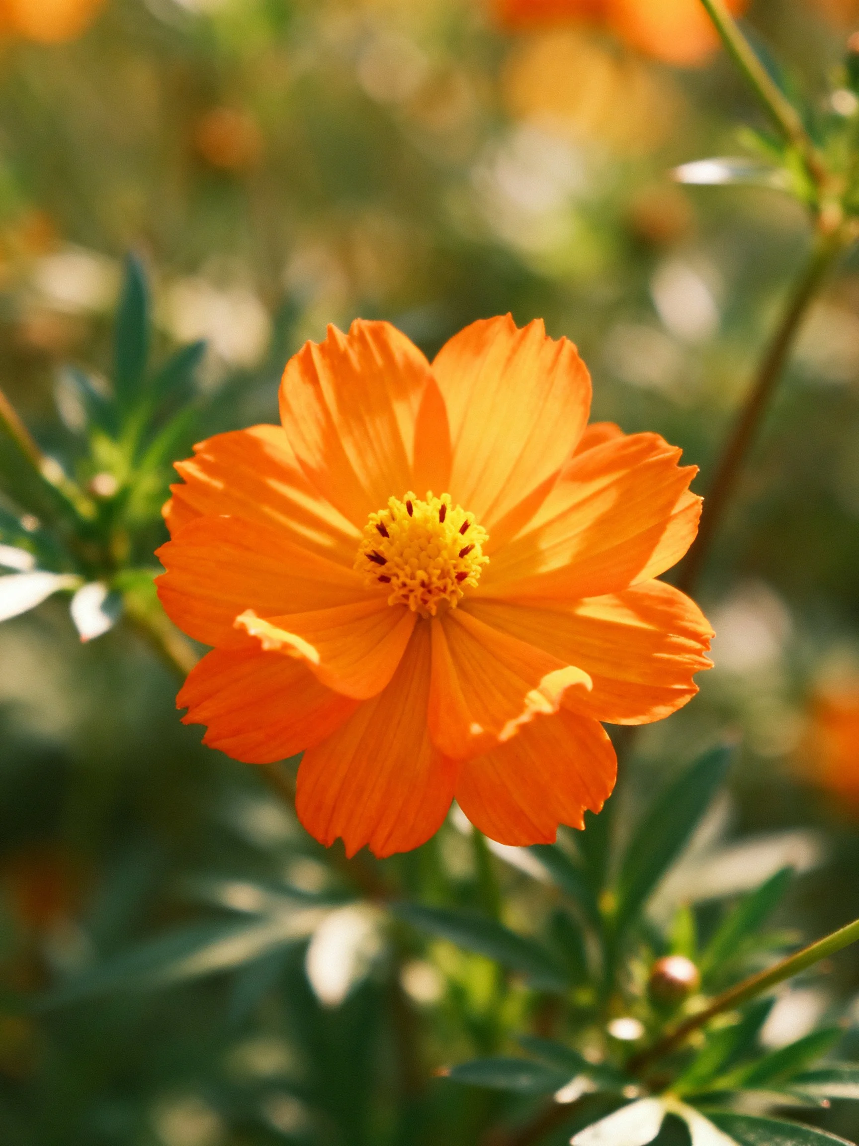A vibrant orange cosmos flower with green foliage backdrop