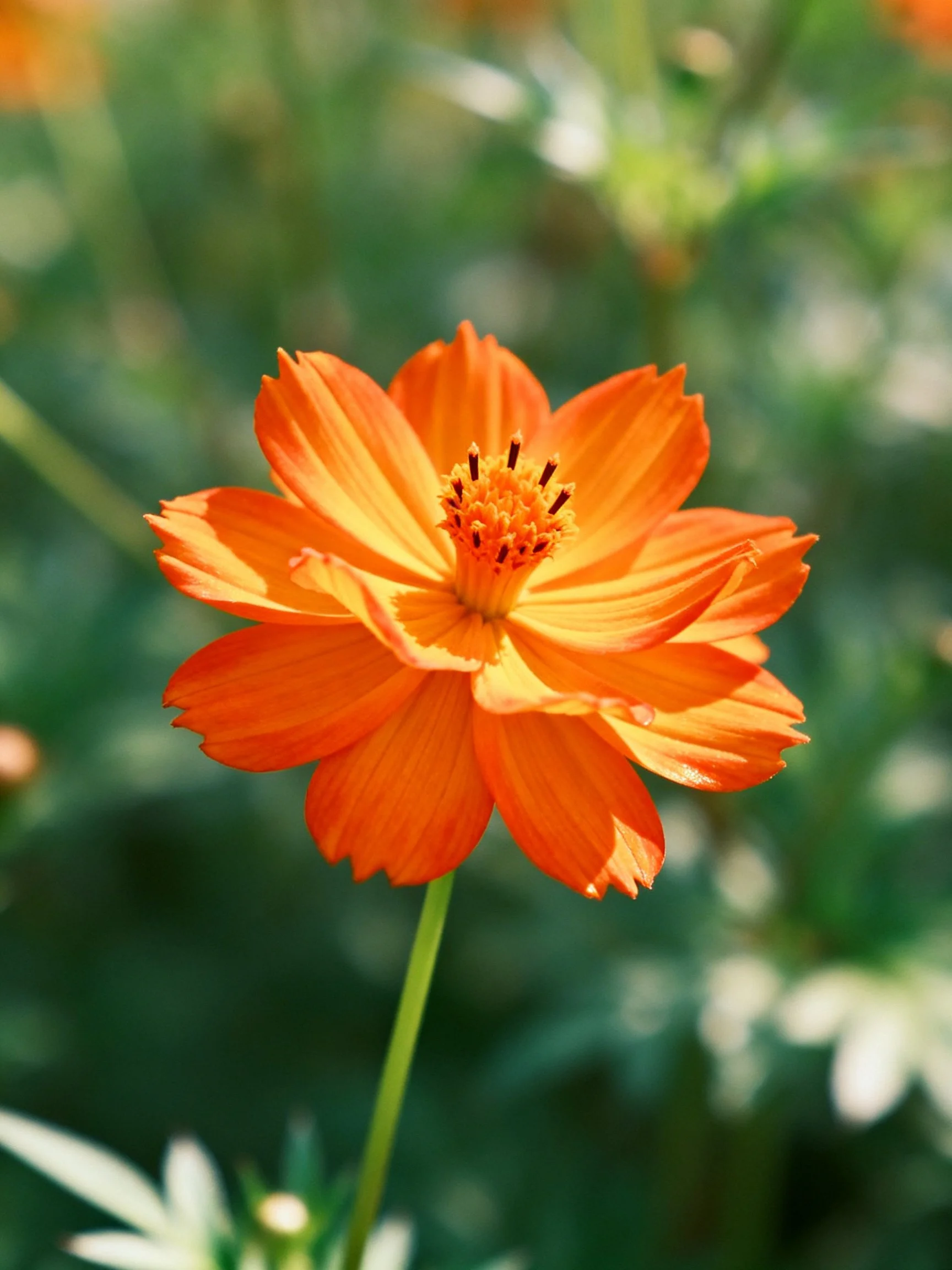 A vibrant orange cosmos flower with layered petals