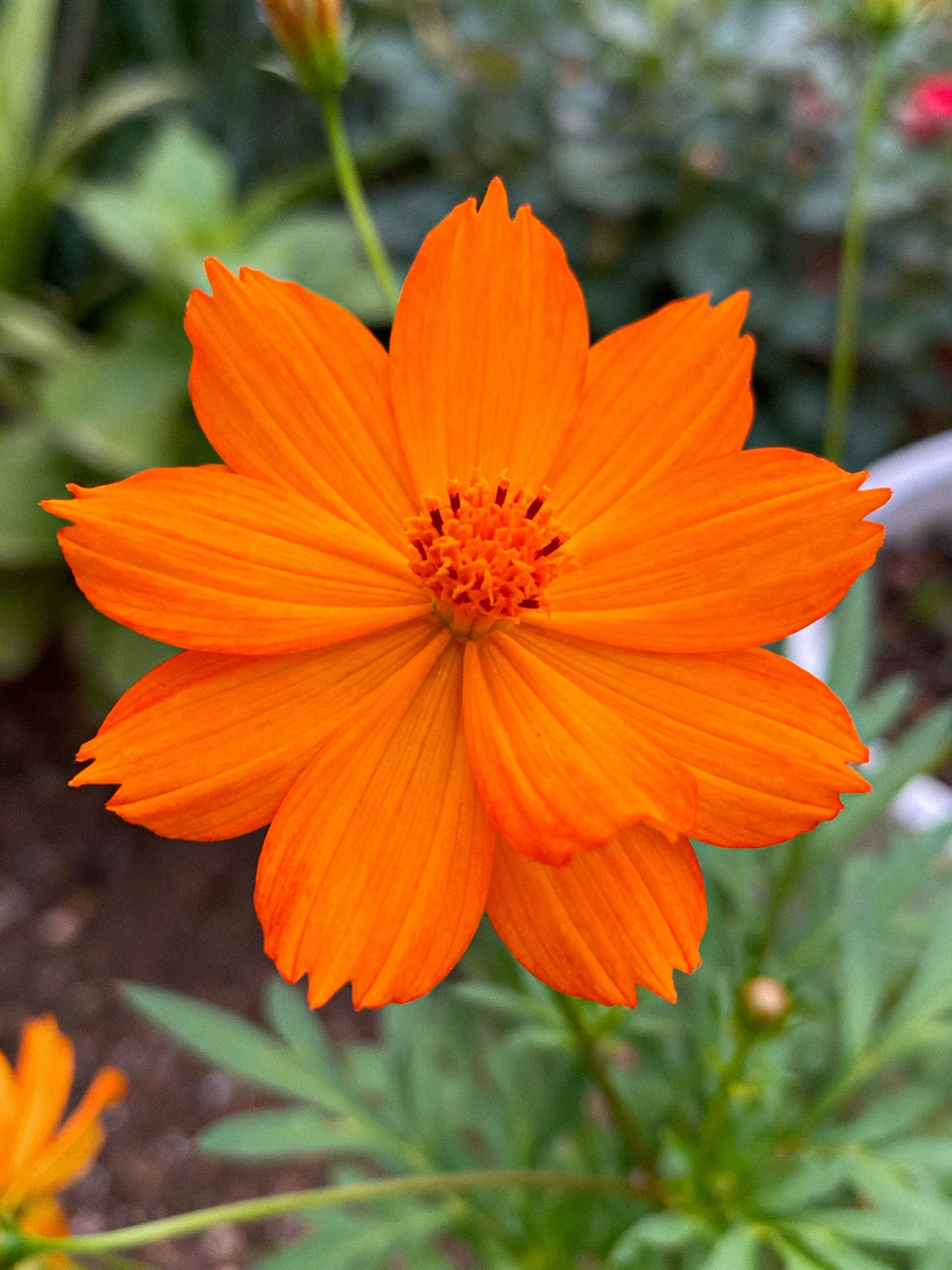 A vibrant orange cosmos flower with layered petals