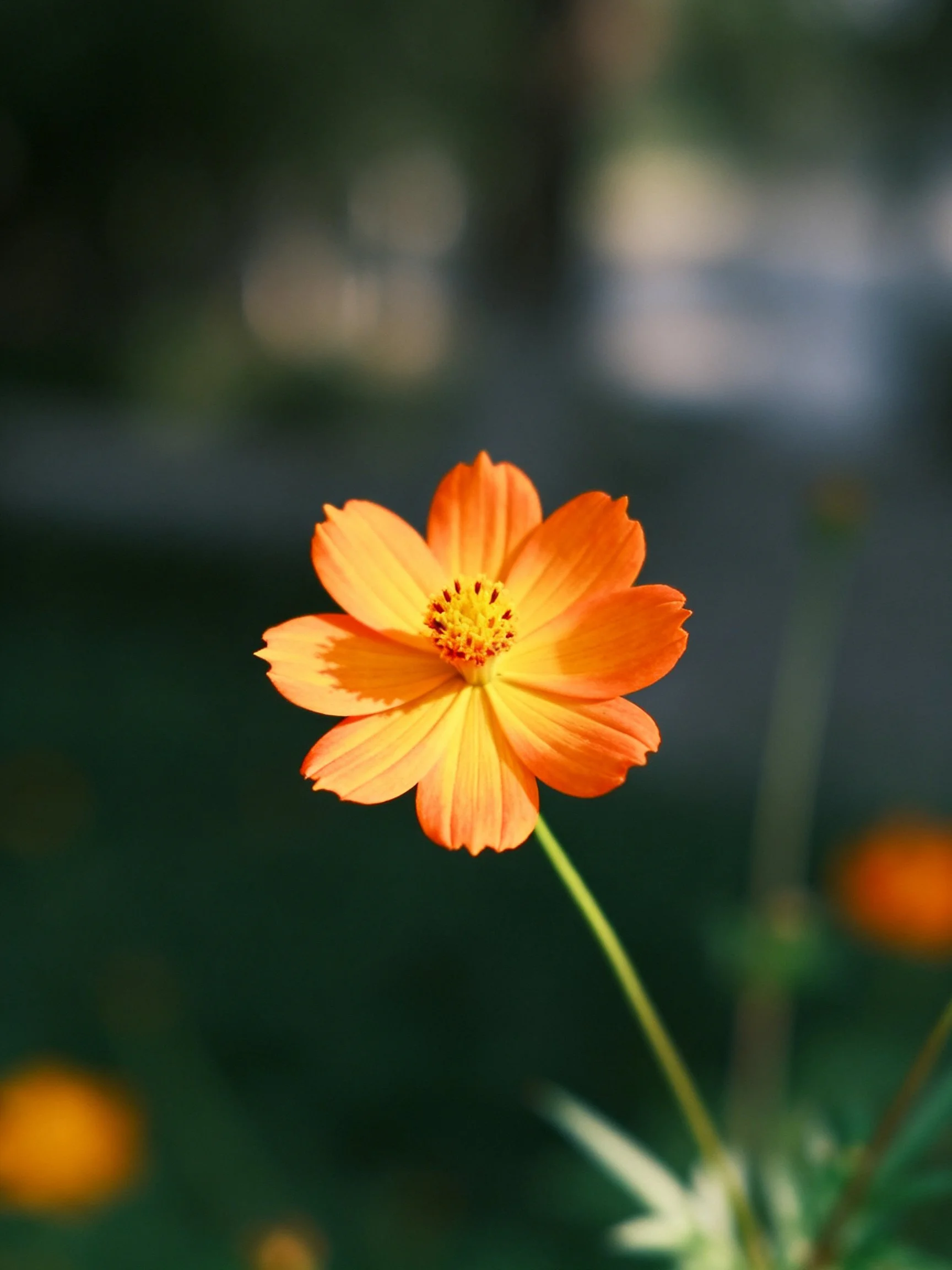 A vibrant orange cosmos flower with yellow center and green stem