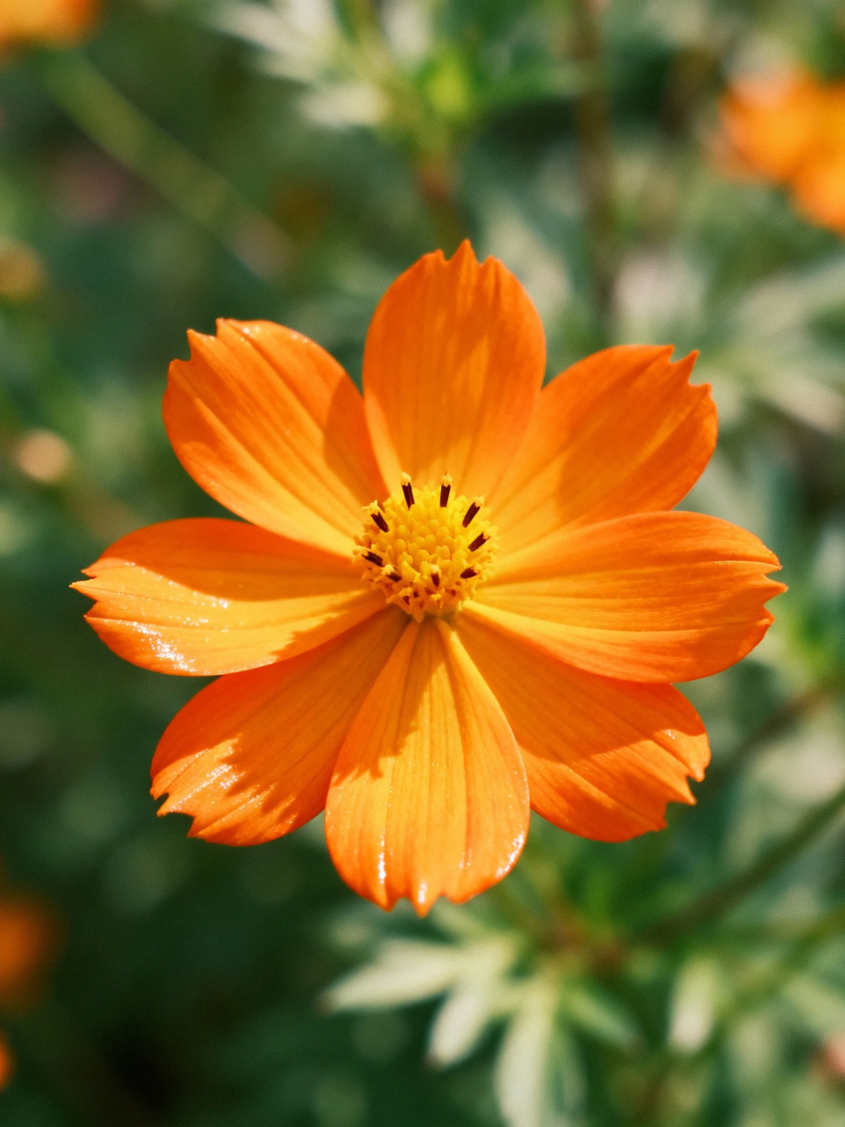 A vibrant orange cosmos flower with yellow center