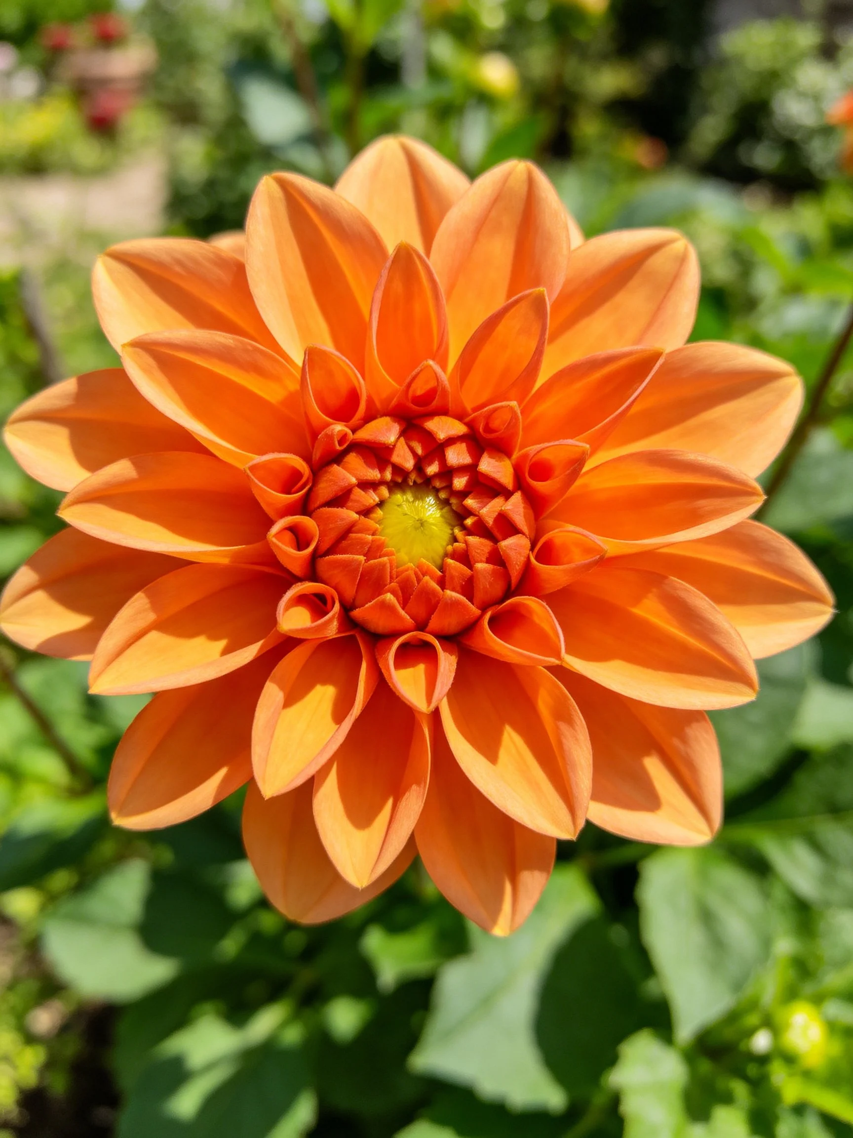 A vibrant orange dahlia with layered petals