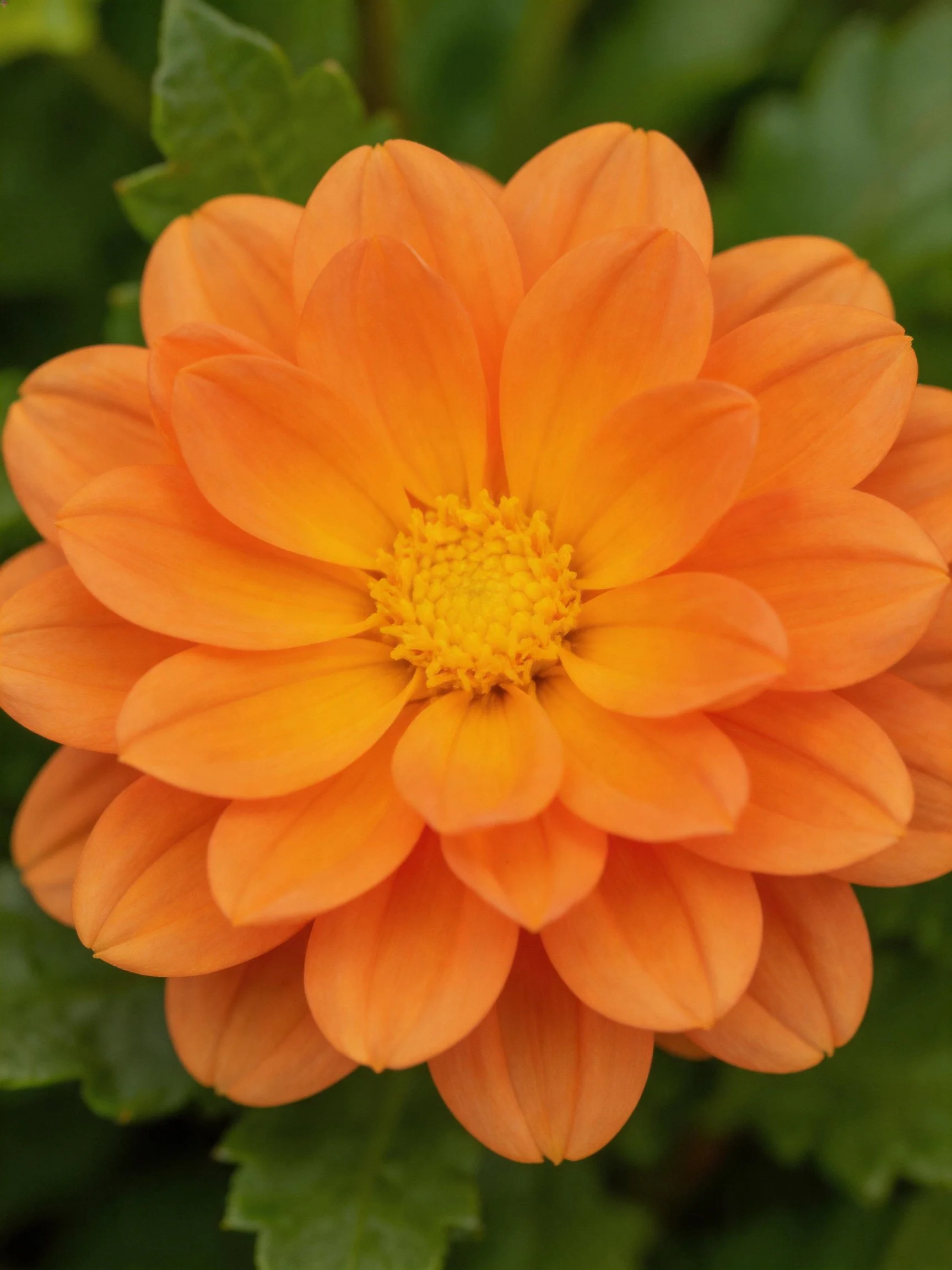 A vibrant orange dahlia with layered petals and yellow center