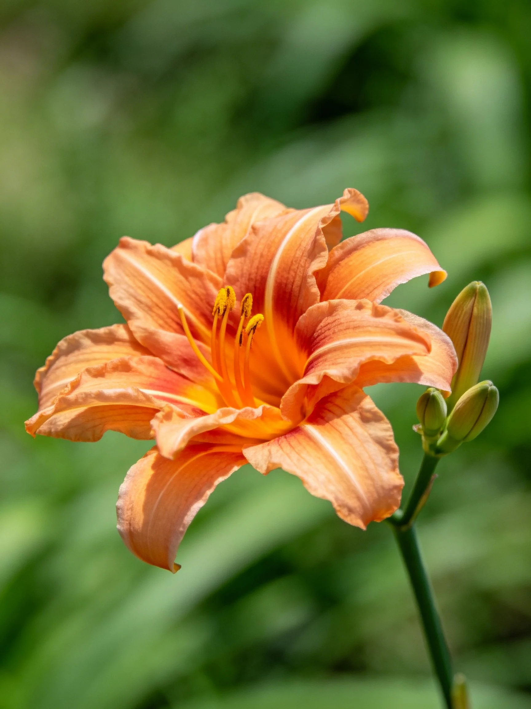 A vibrant orange daylily blooms beside two closed flower buds
