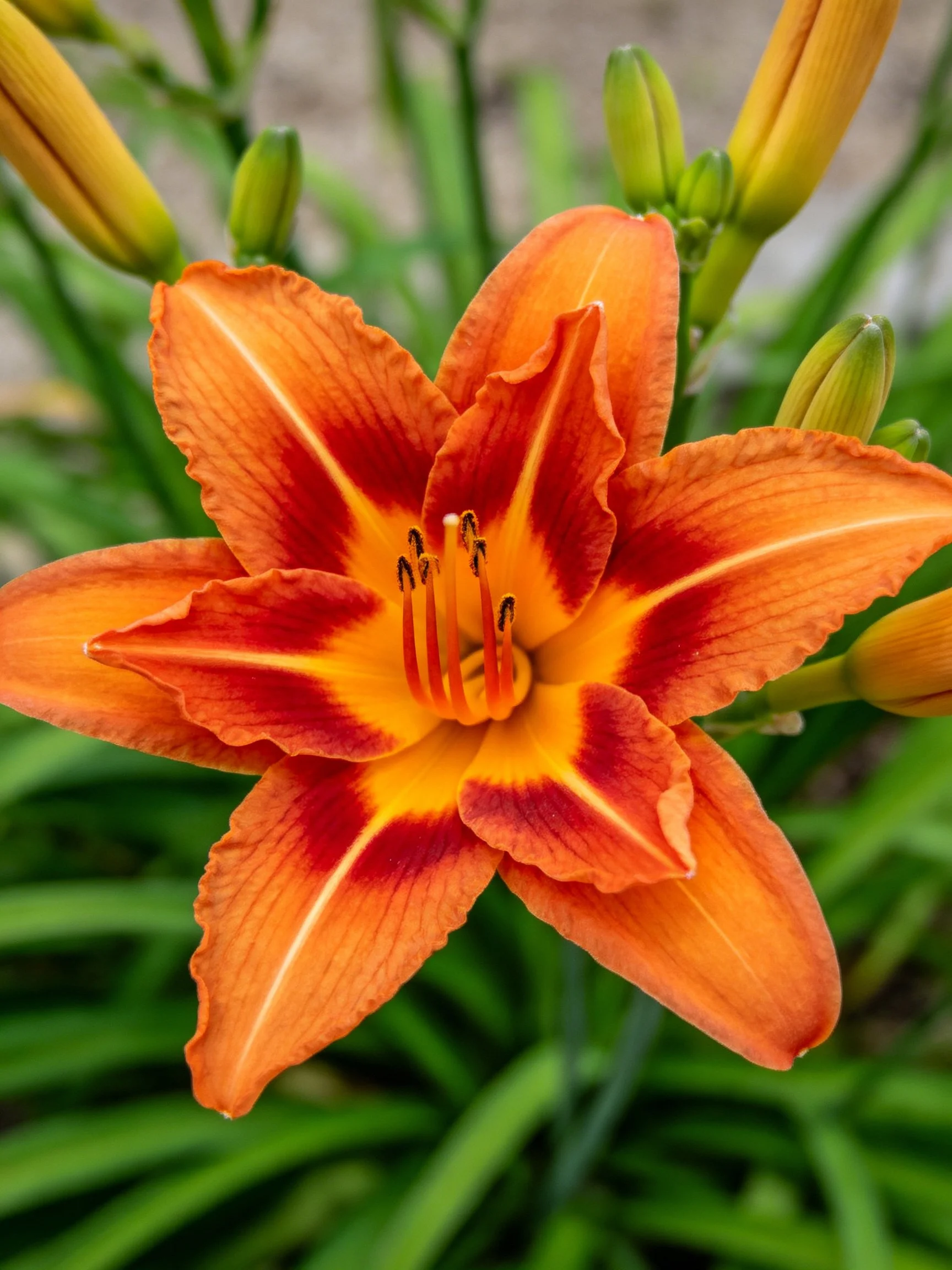 A vibrant orange daylily with red accents, green buds, and lush foliage
