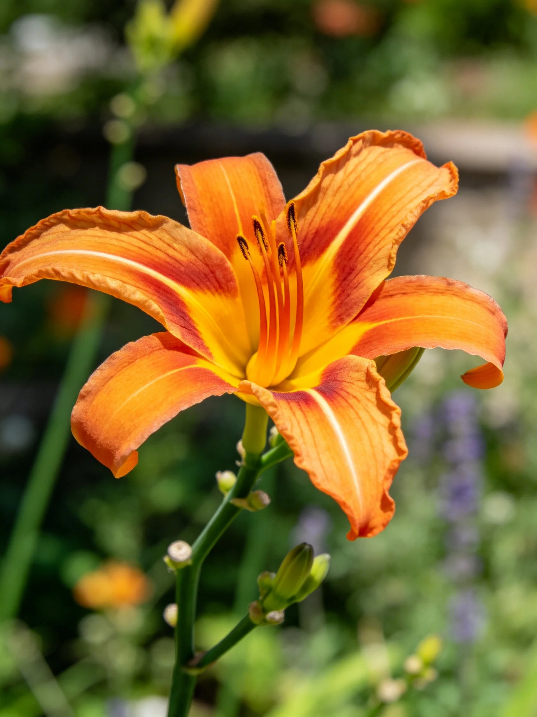 A vibrant orange daylily with ruffled petals and yellow center