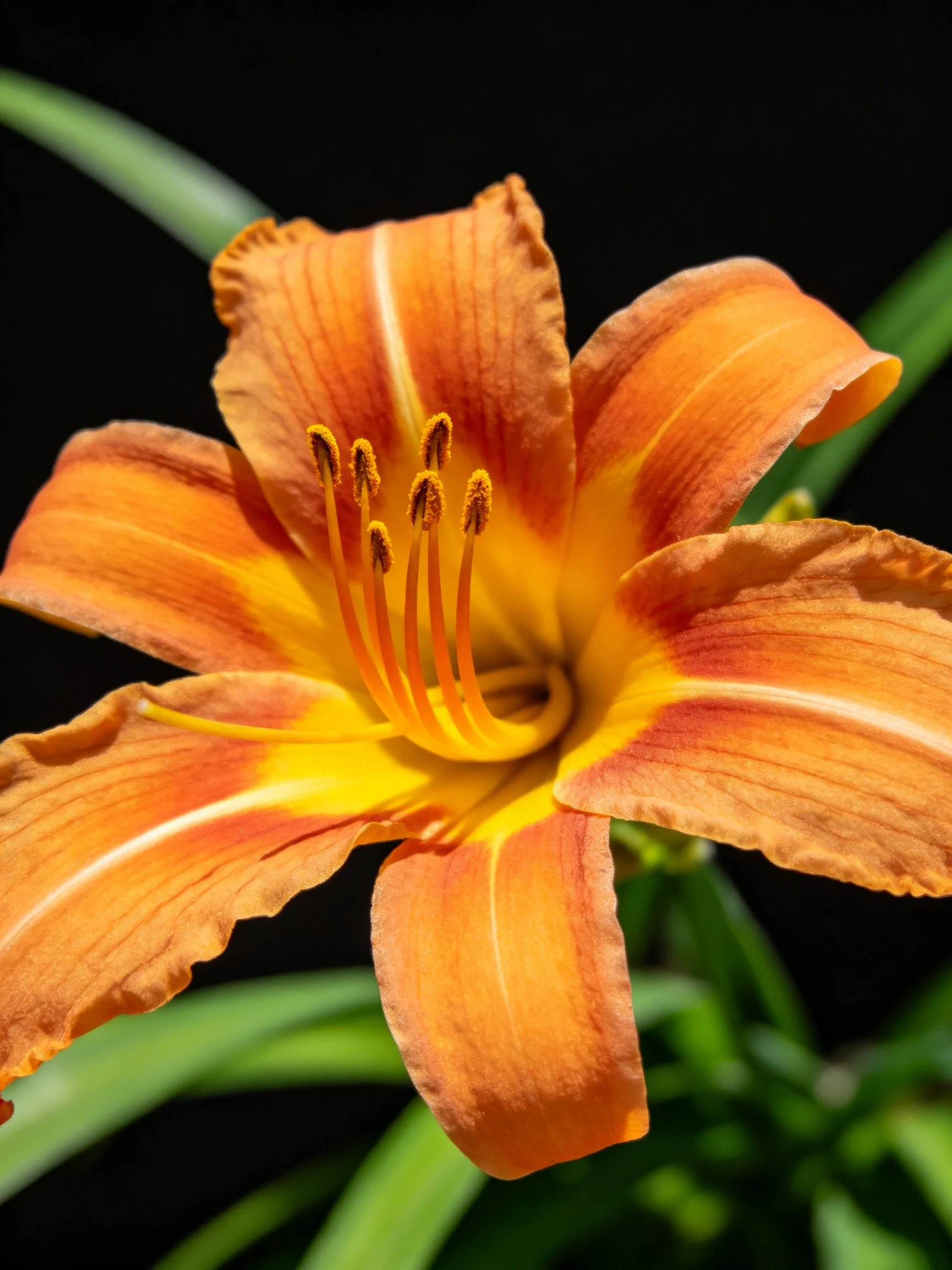 A vibrant orange daylily with yellow center and ruffled petals