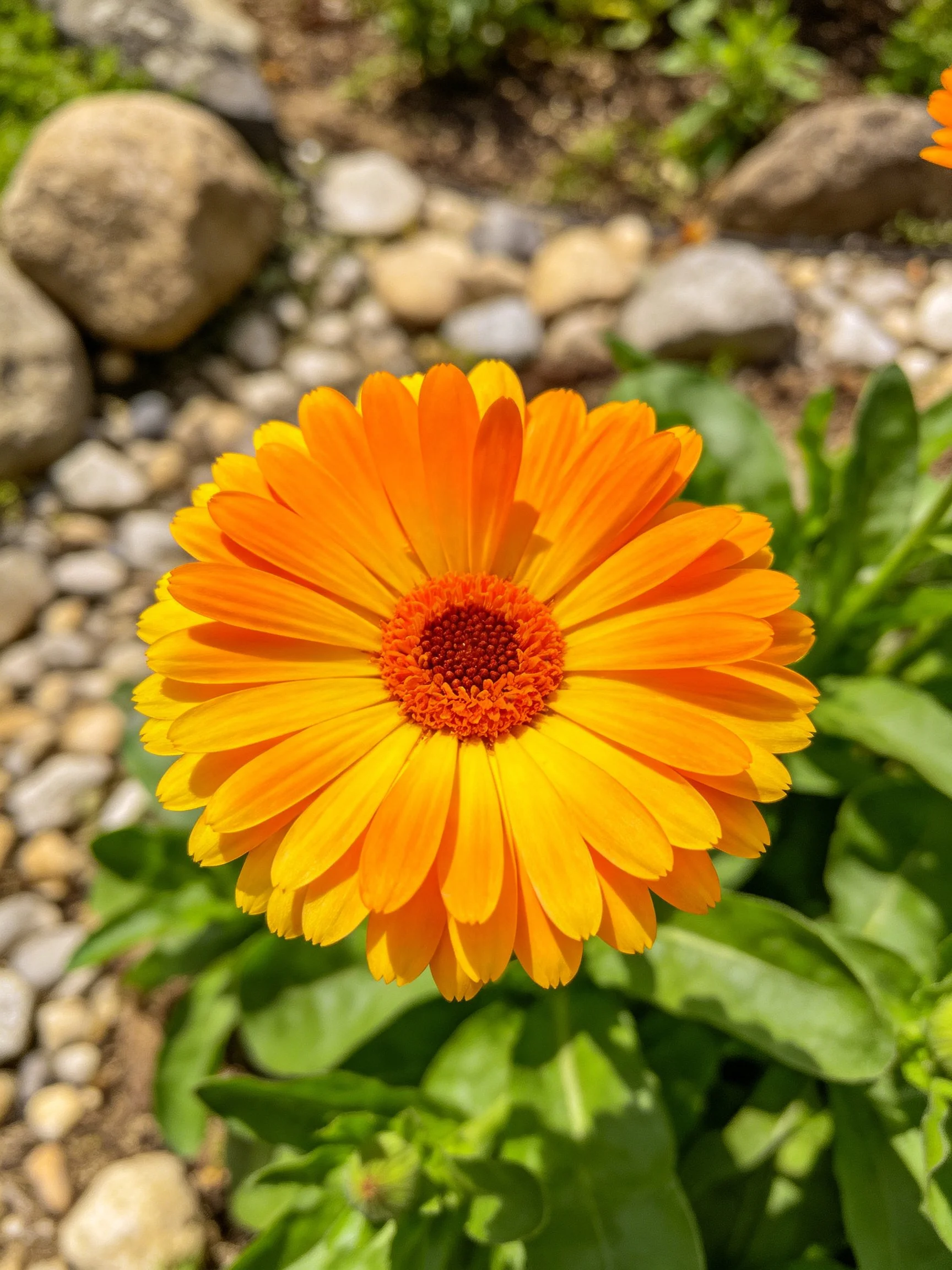 A vibrant orange flower blooms among green foliage and pebbles