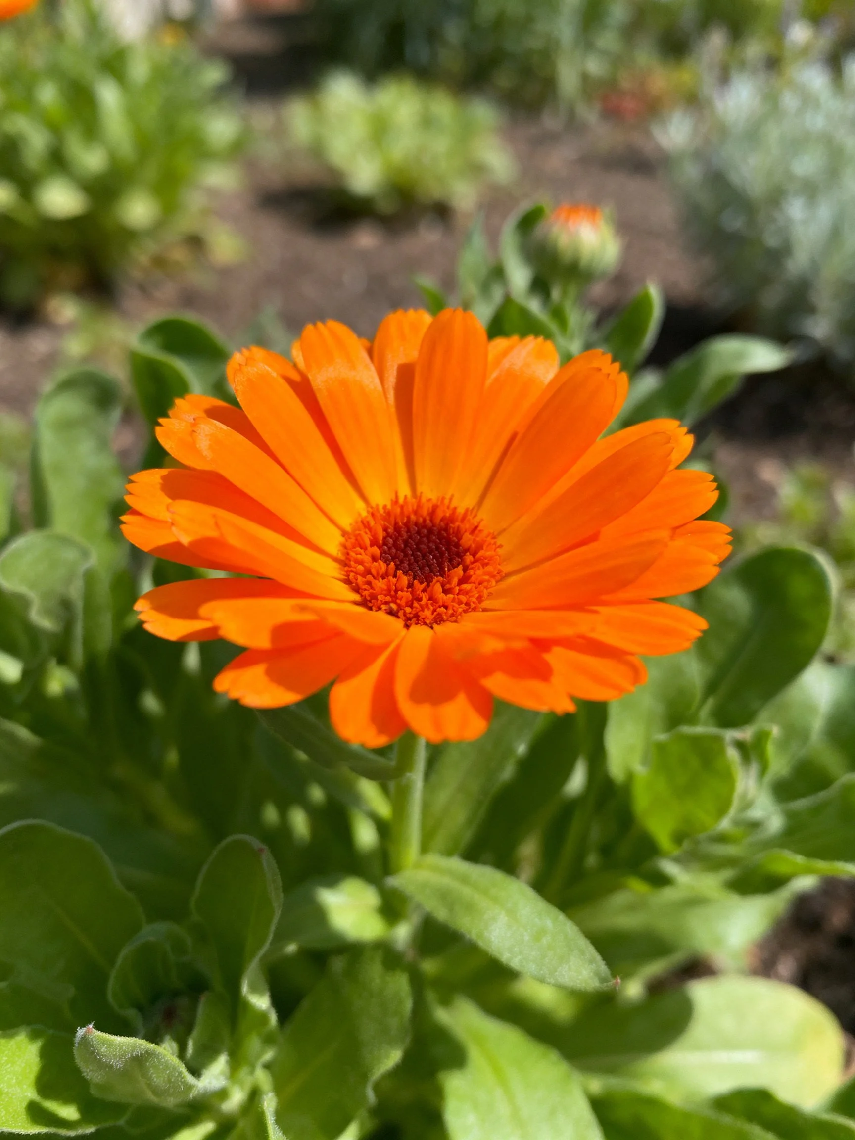 A vibrant orange flower blooms among lush green foliage