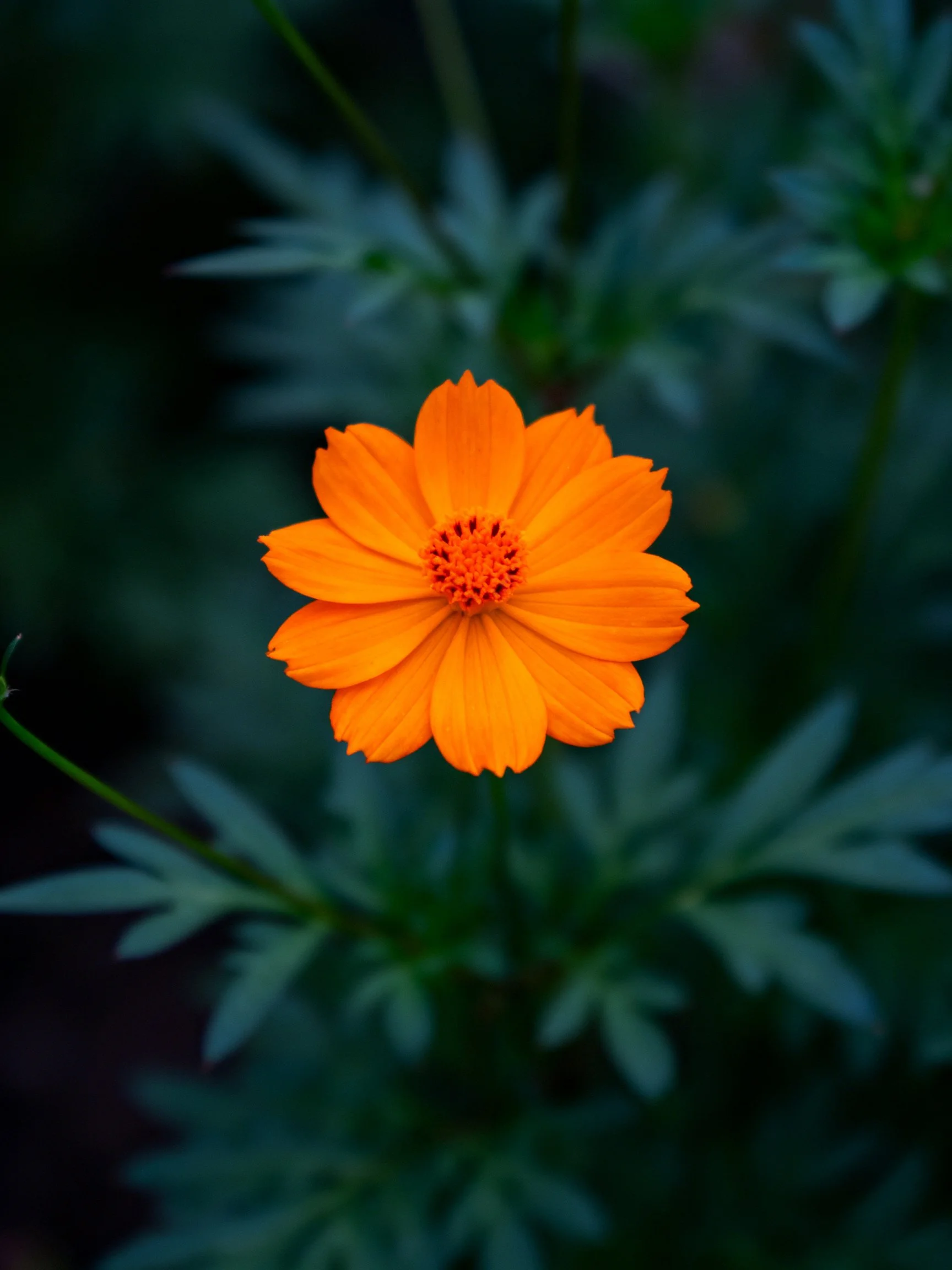 A vibrant orange flower centered amid dark green foliage
